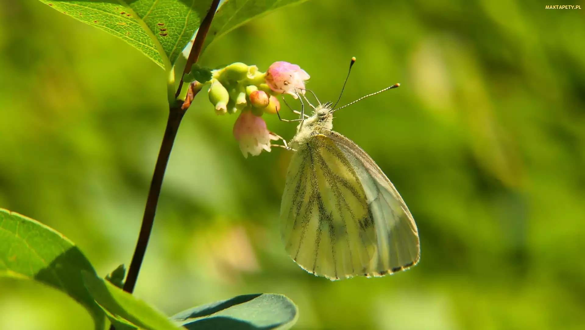 Śnieguliczka, Kwiat, Bielinek kapustnik, Motyl
