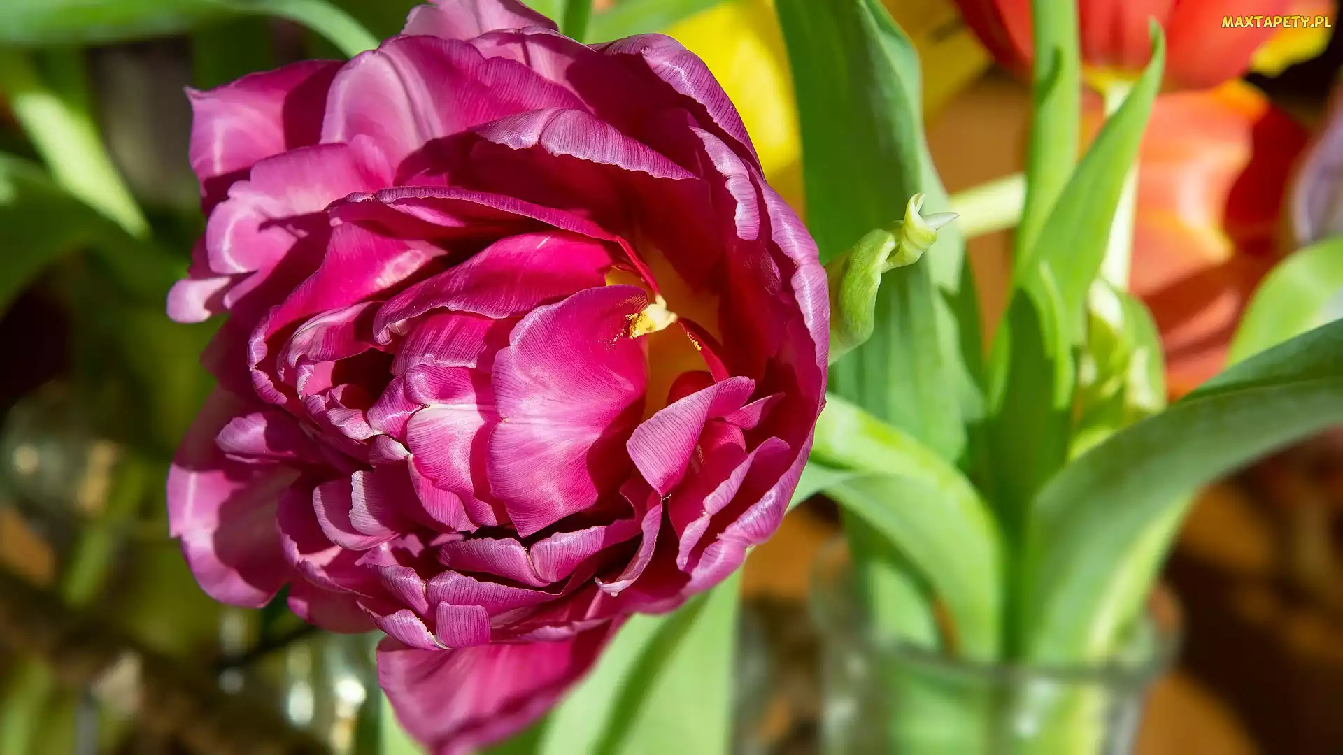 Ciemnoróżowy, Tulipan, Kwiat