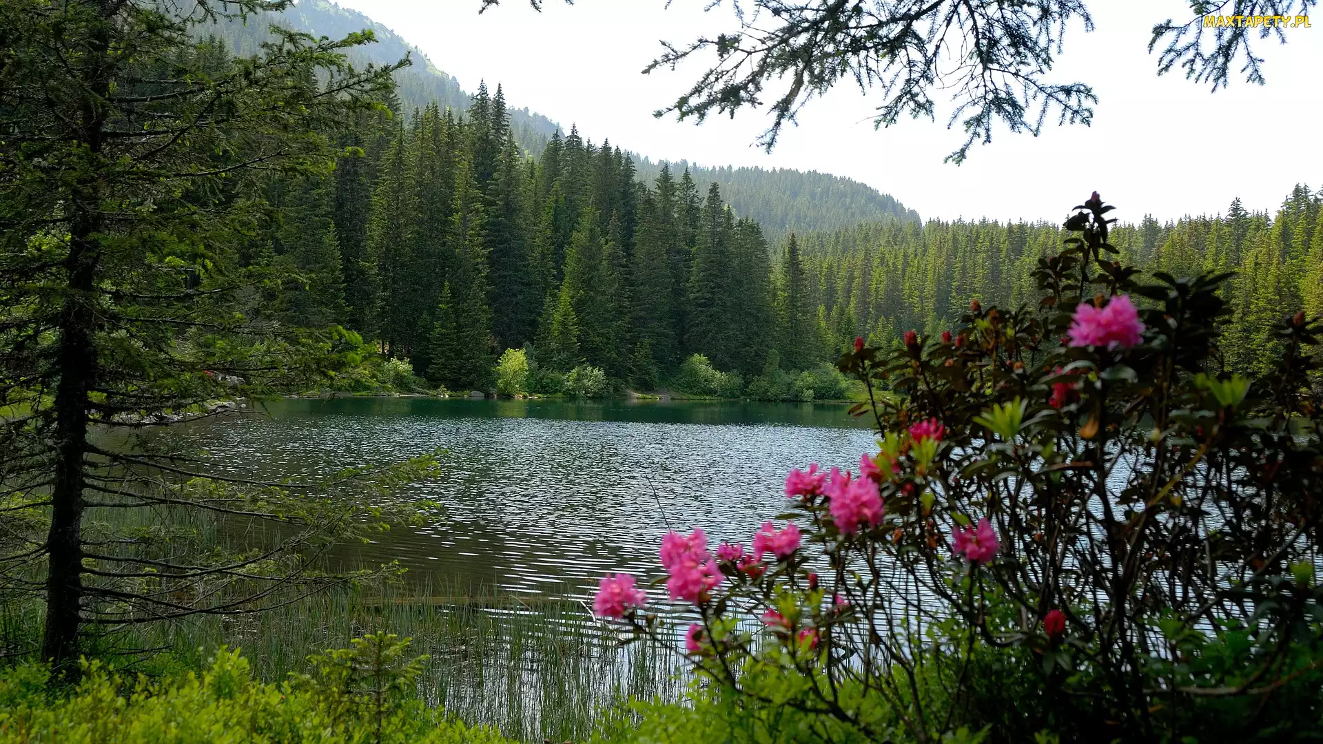 Góry, Kwiaty, Jezioro, Lato, Drzewa, Las