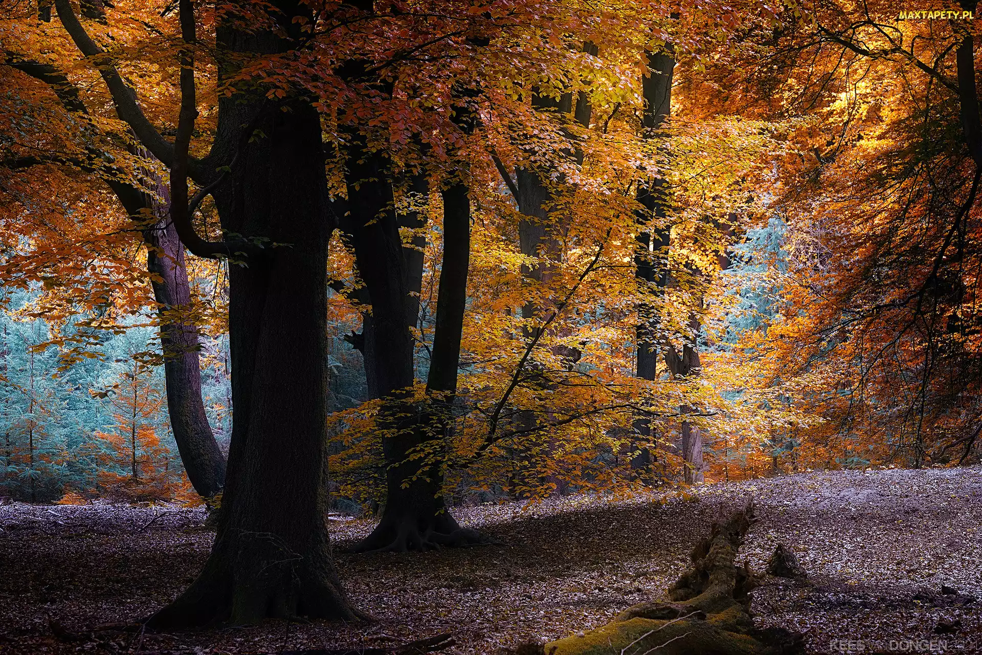 Jesień, Liście, Pożółkłe, Drzewa, Las