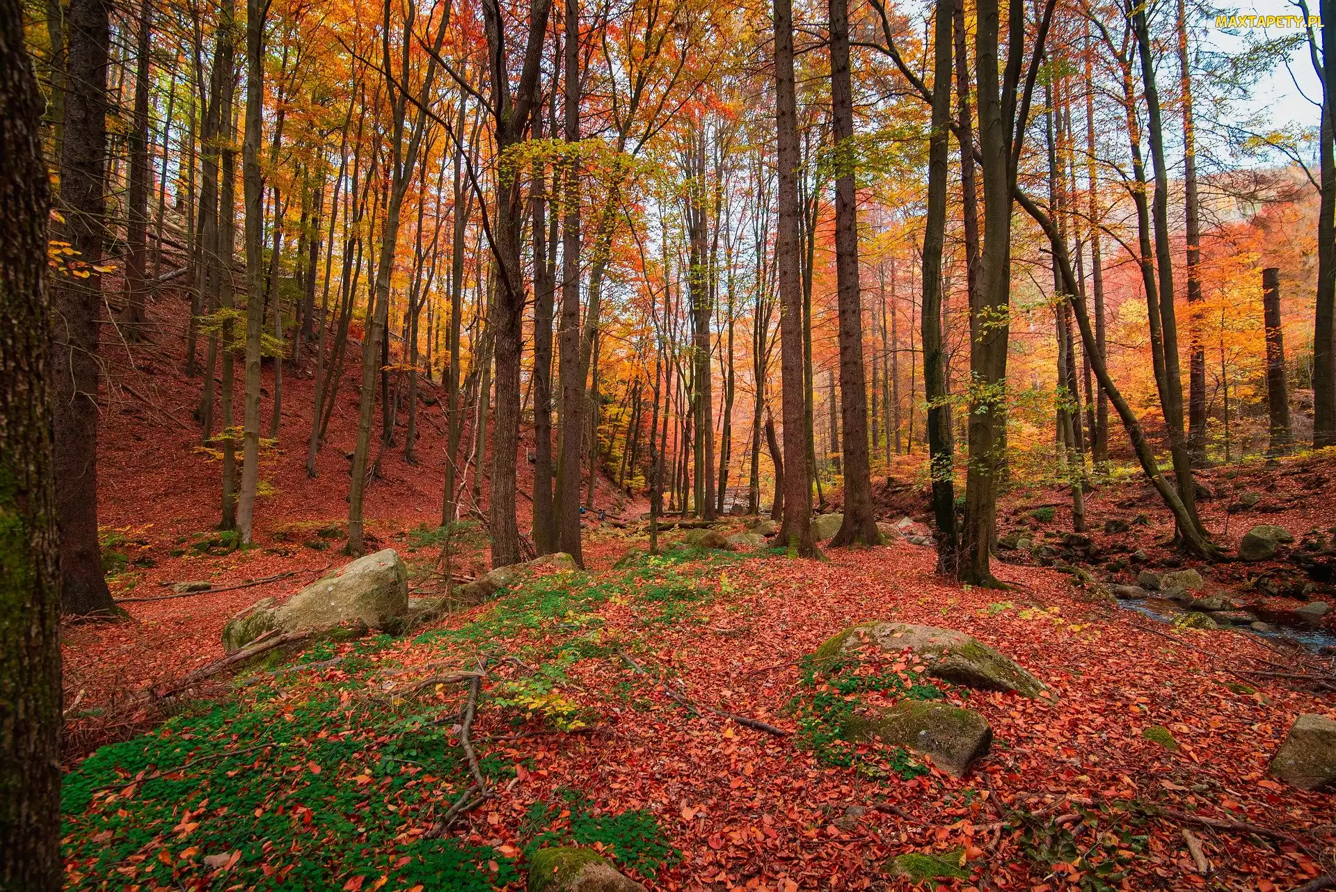 Las, Liście, Jesień, Drzewa, Natura