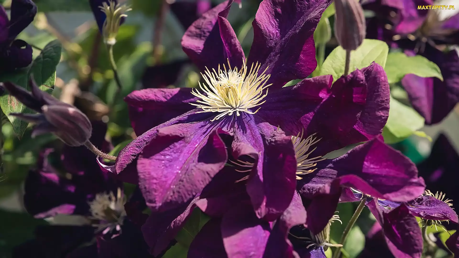 Liście, Clematis, Kwiaty, Powojniki