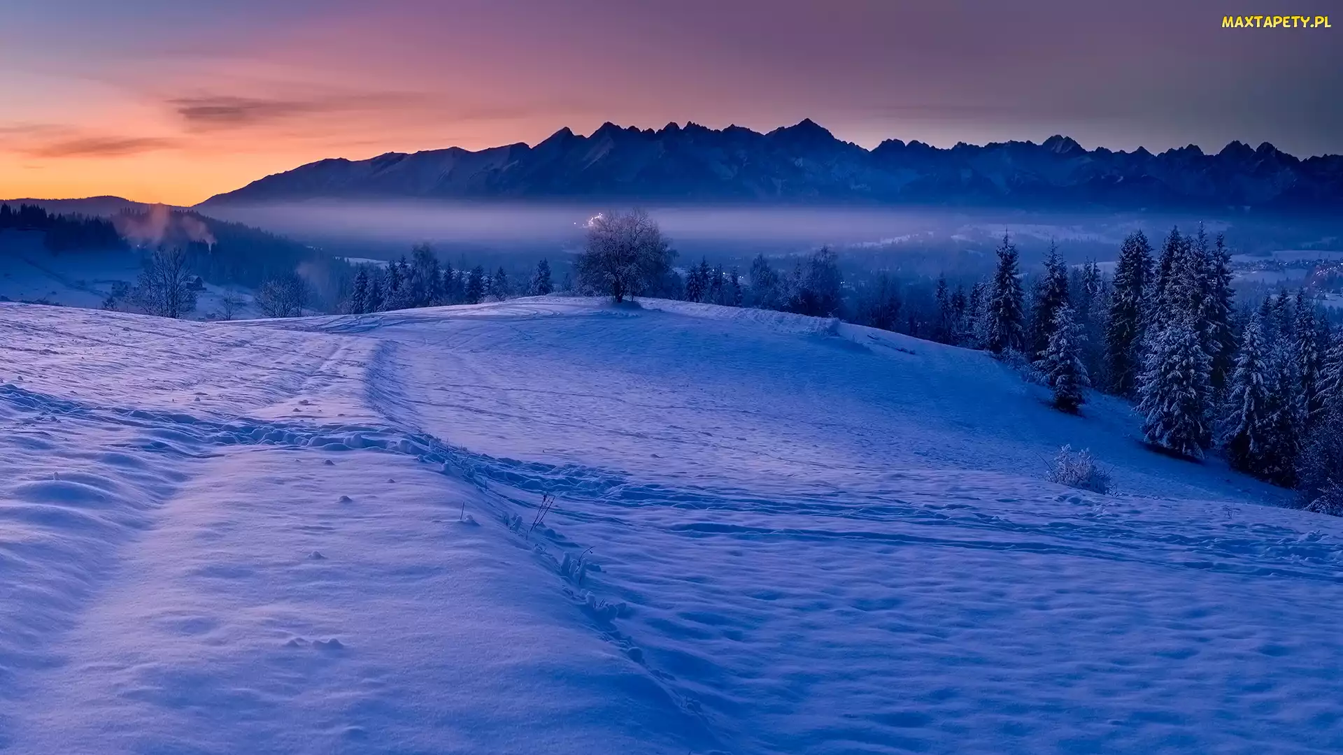 Drzewa, Polska, Góry Tatry, Las, Zima