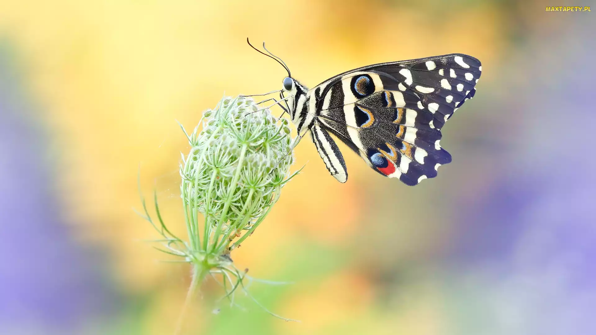 Papilio demodocus, Dzika marchew, Motyl