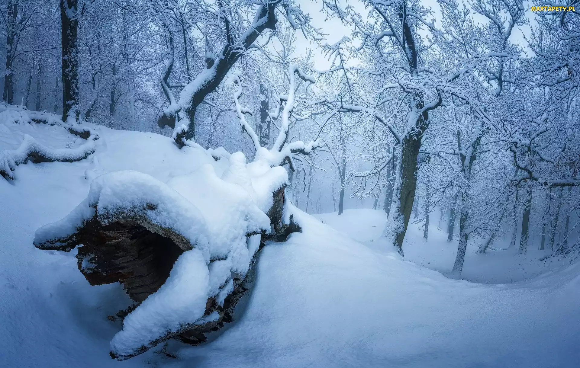 Śnieg, Las, Zaśnieżony, Drzewa, Zima