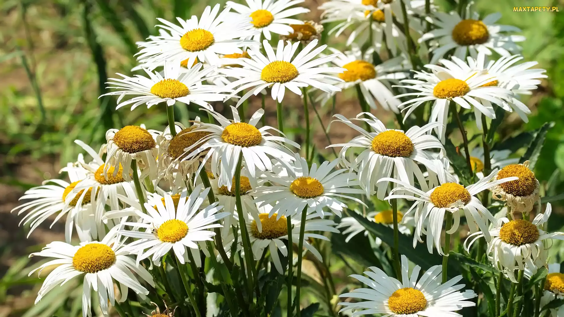 Zbliżenie, Margerytki, Kwiaty