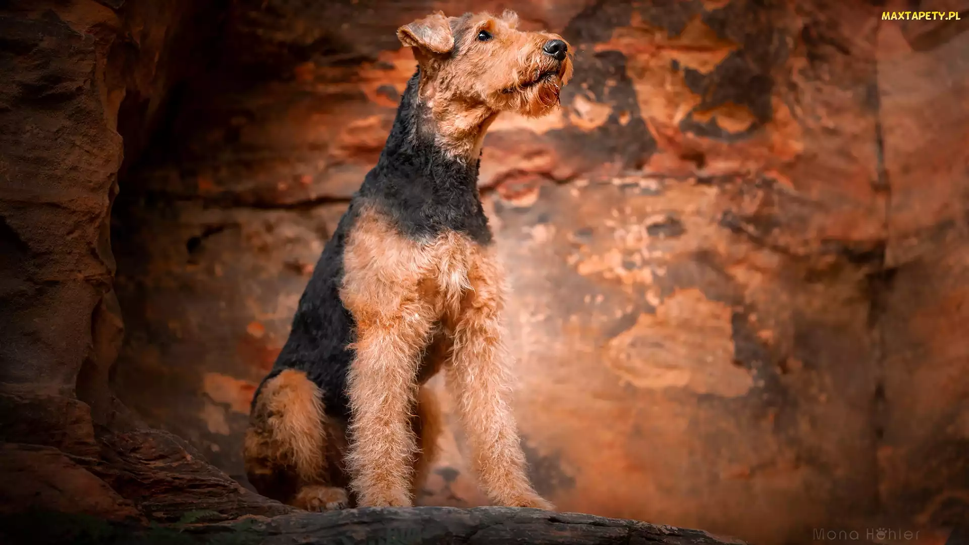 Pies, Airedale terrier, Siedzący