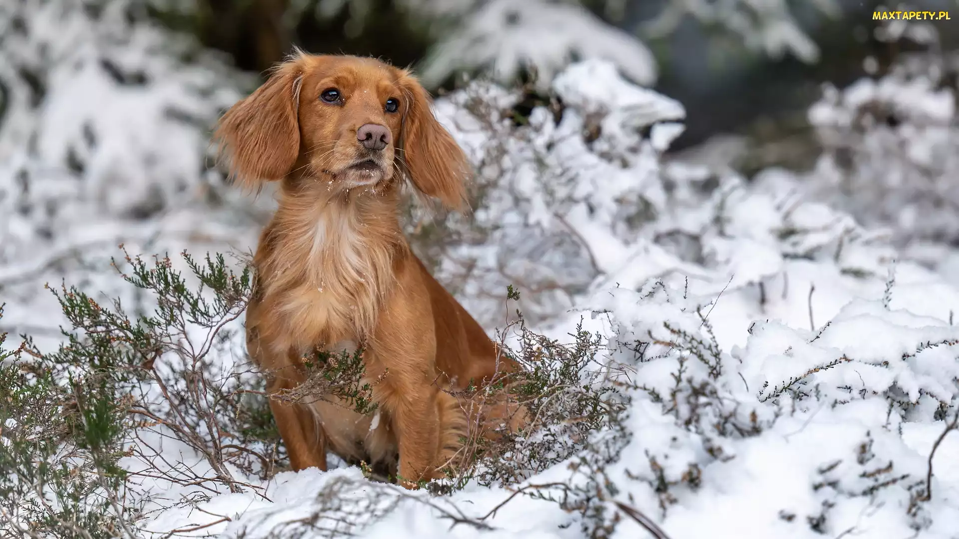 Working cocker spaniel, Śnieg, Pies