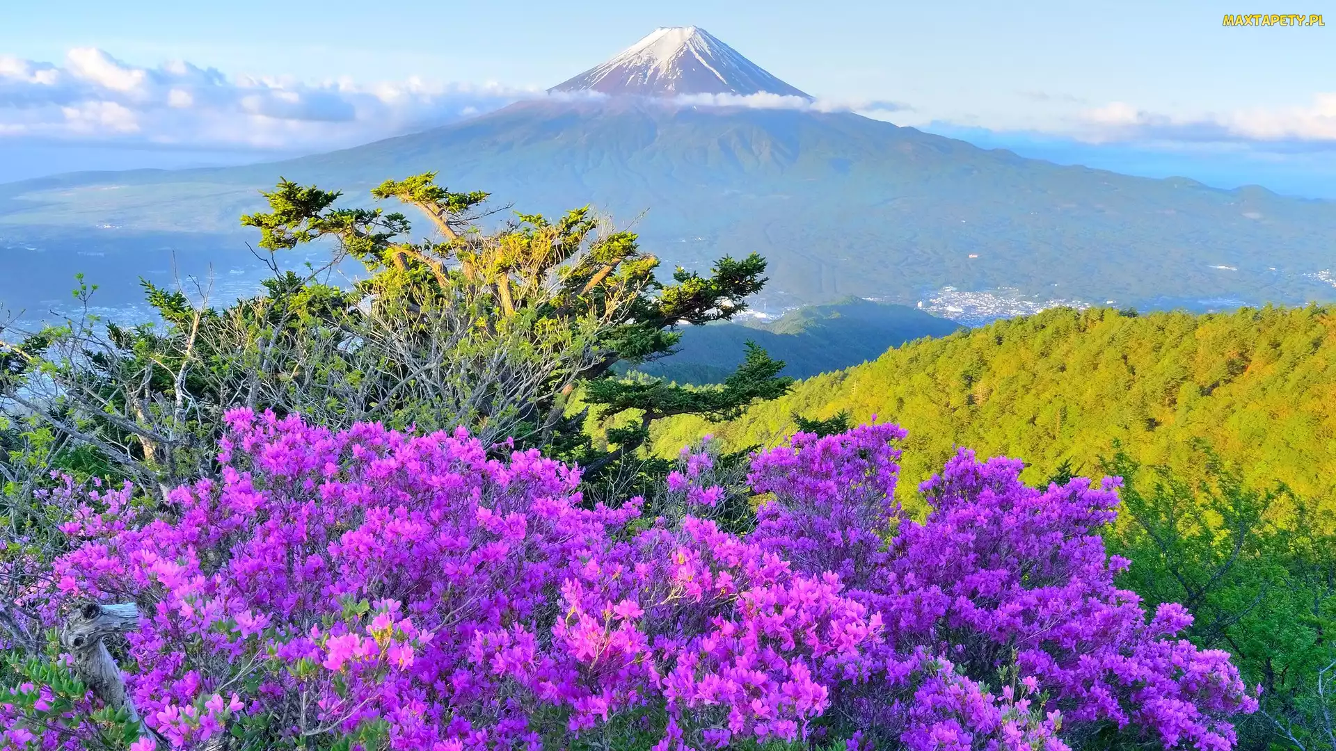 Iglaki, Japonia, Kwiaty, Fioletowe, Góra Mitsutogeyama