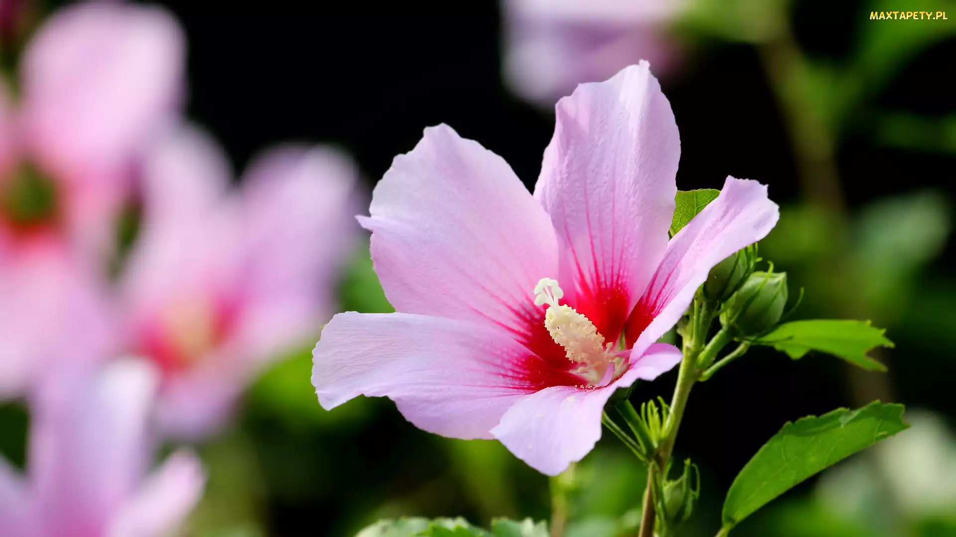 Kwitnący, Hibiskus, Różowy