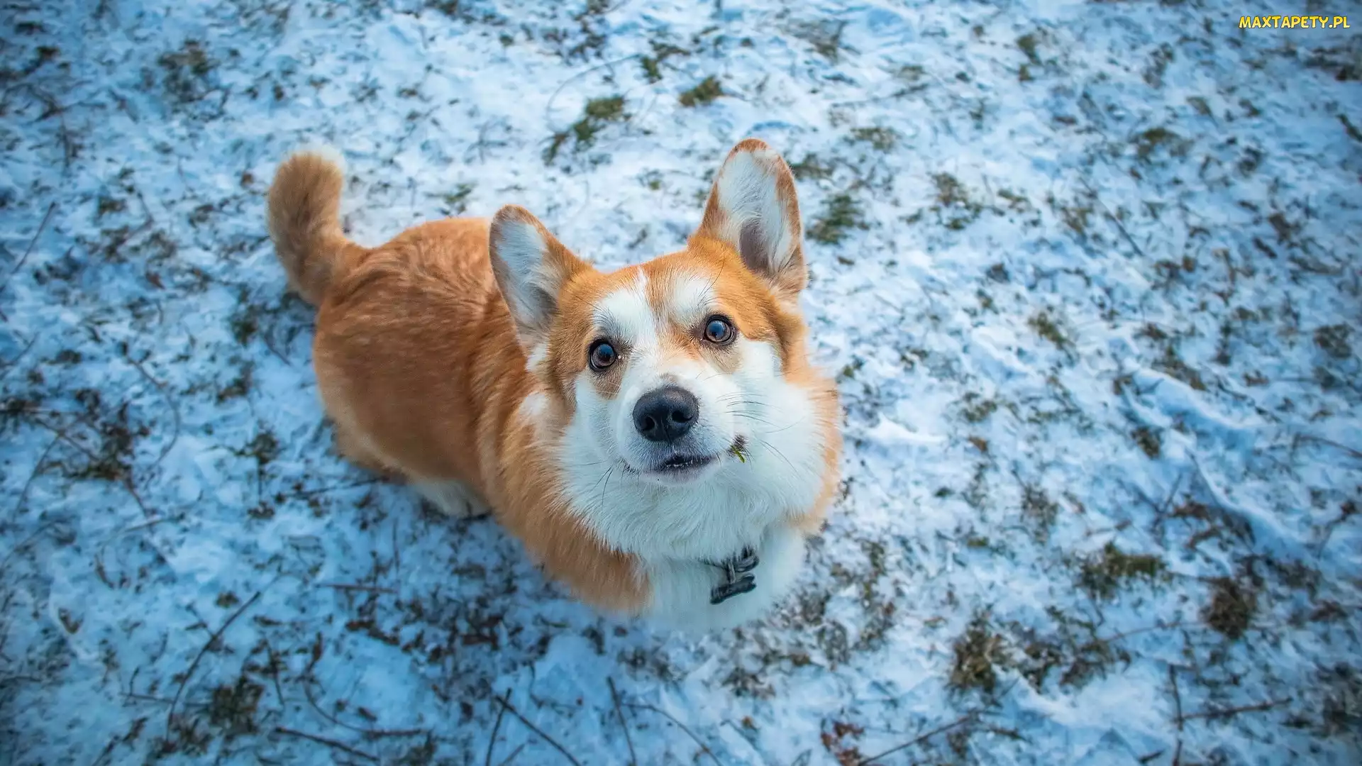 Welsh corgi pembroke, Spojrzenie, Trawa, Zima, Pies