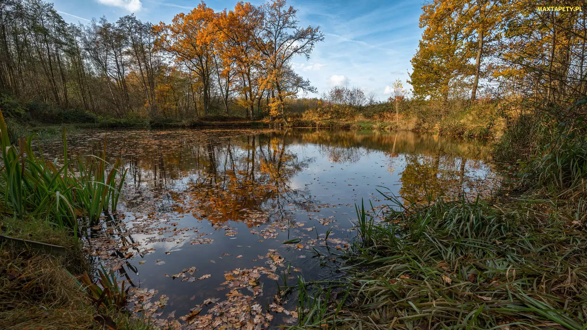Rośliny, Drzewa, Jesień, Staw