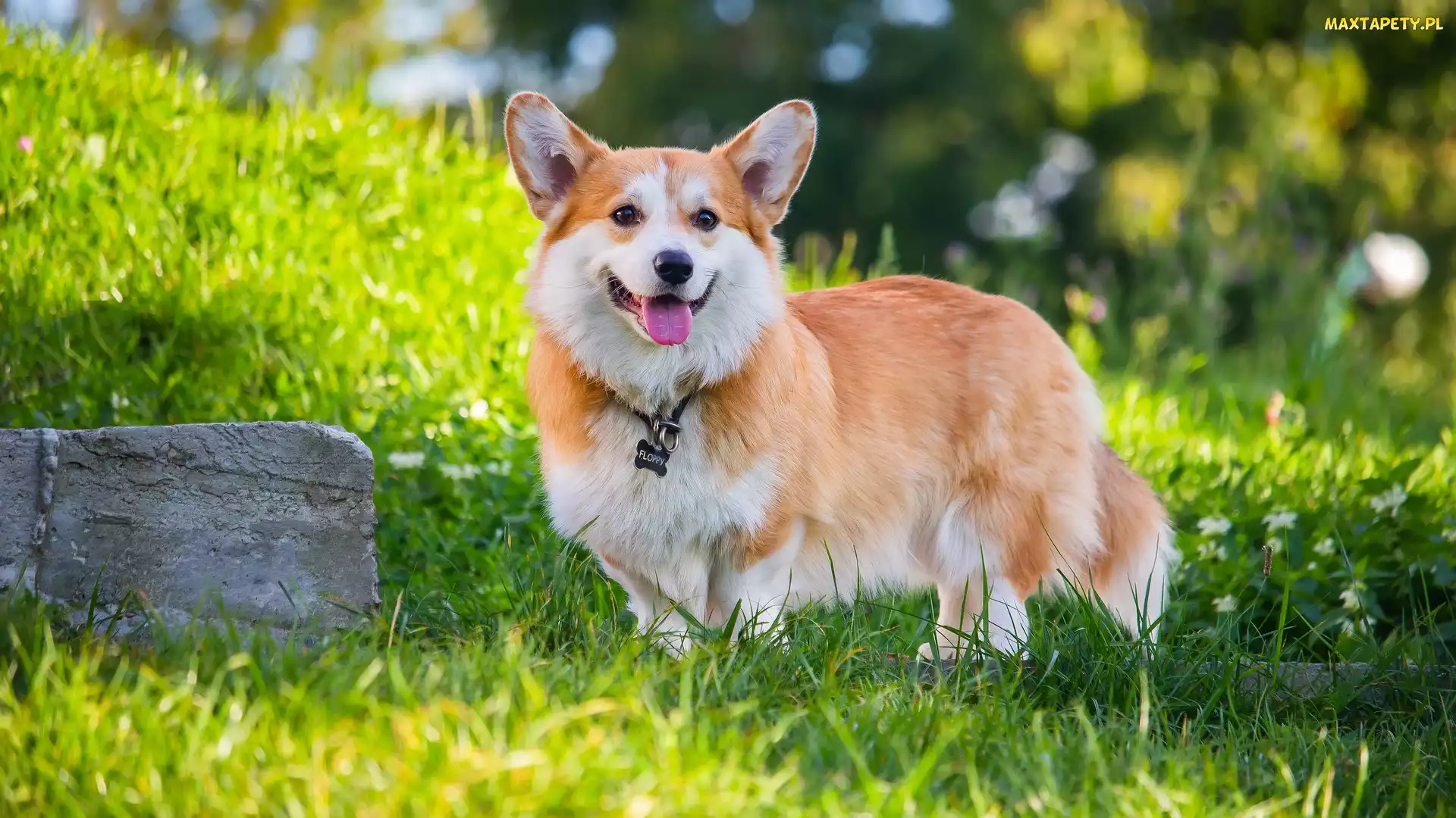Kamień, Trawa, Pies, Welsh corgi pembroke