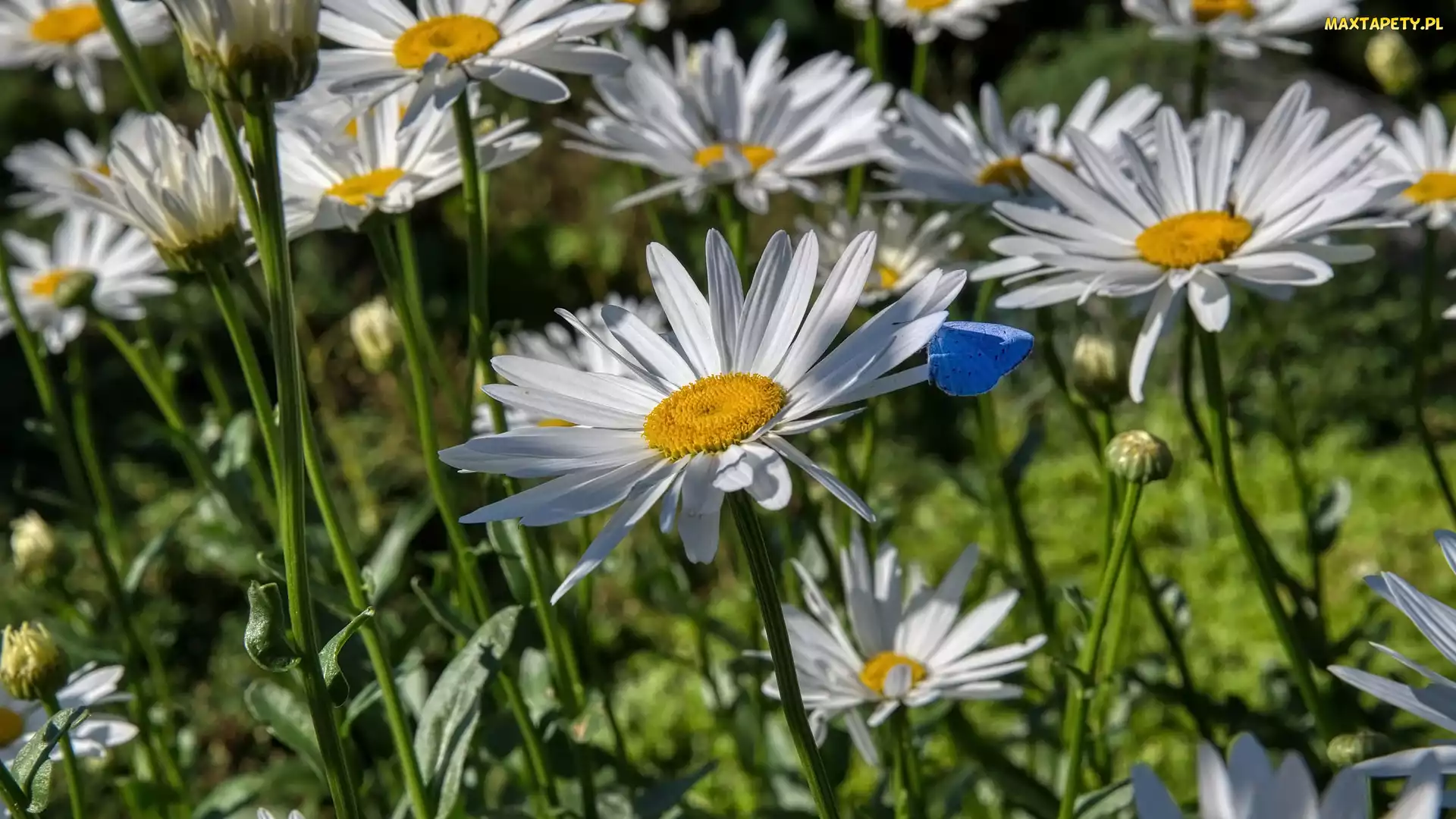 Motyl, Niebieski, Kwiaty, Margerytki