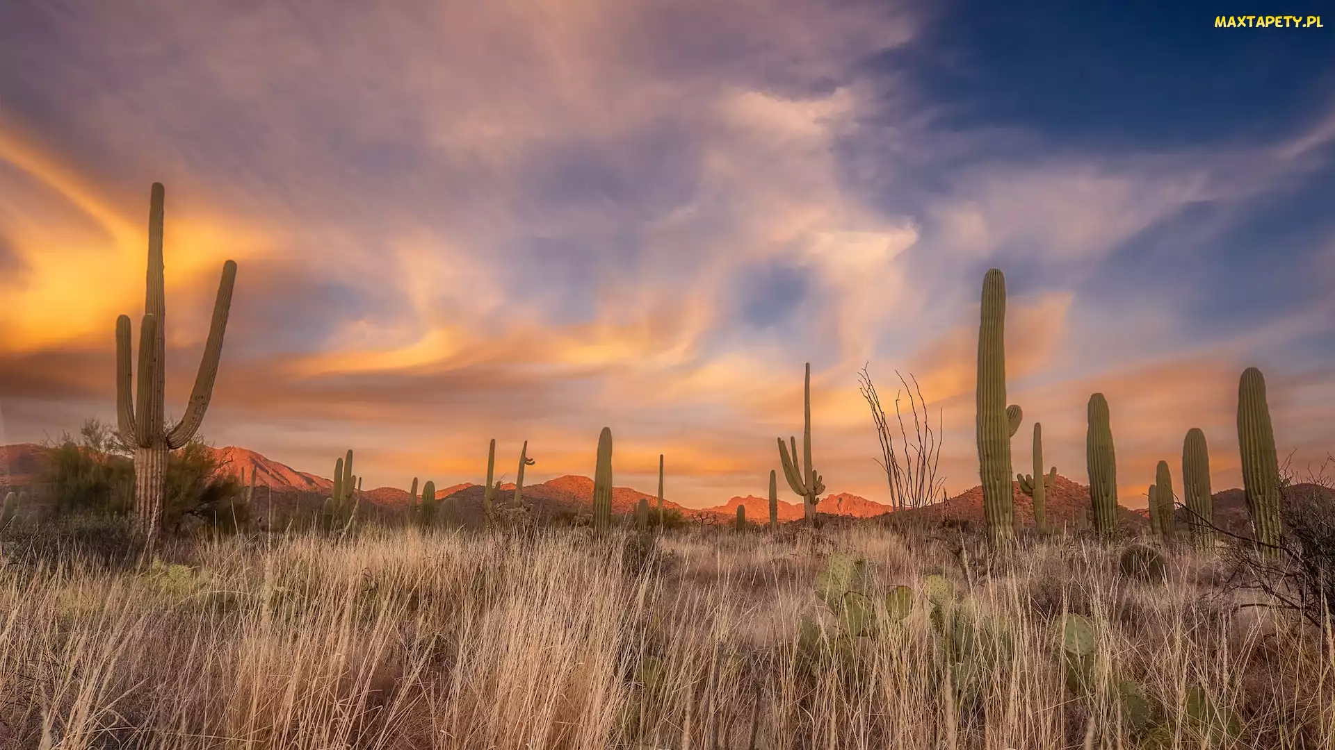 Góry, Kaktusy, Zachód słońca, Trawa, Arizona, Park Narodowy Saguaro, Stany Zjednoczone, Karnegie olbrzymie