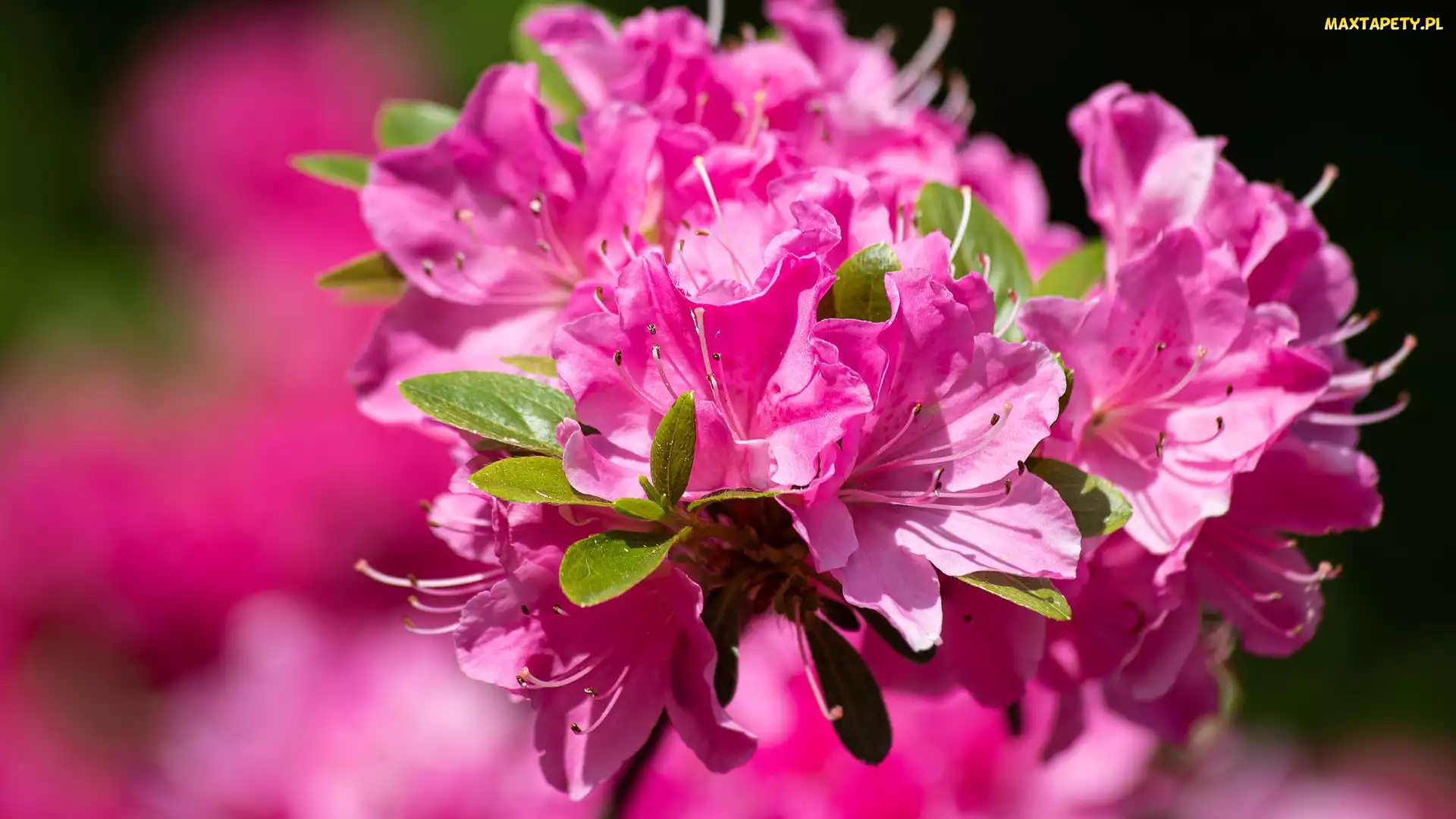 Azalia, Rododendron, Różowe, Kwiaty