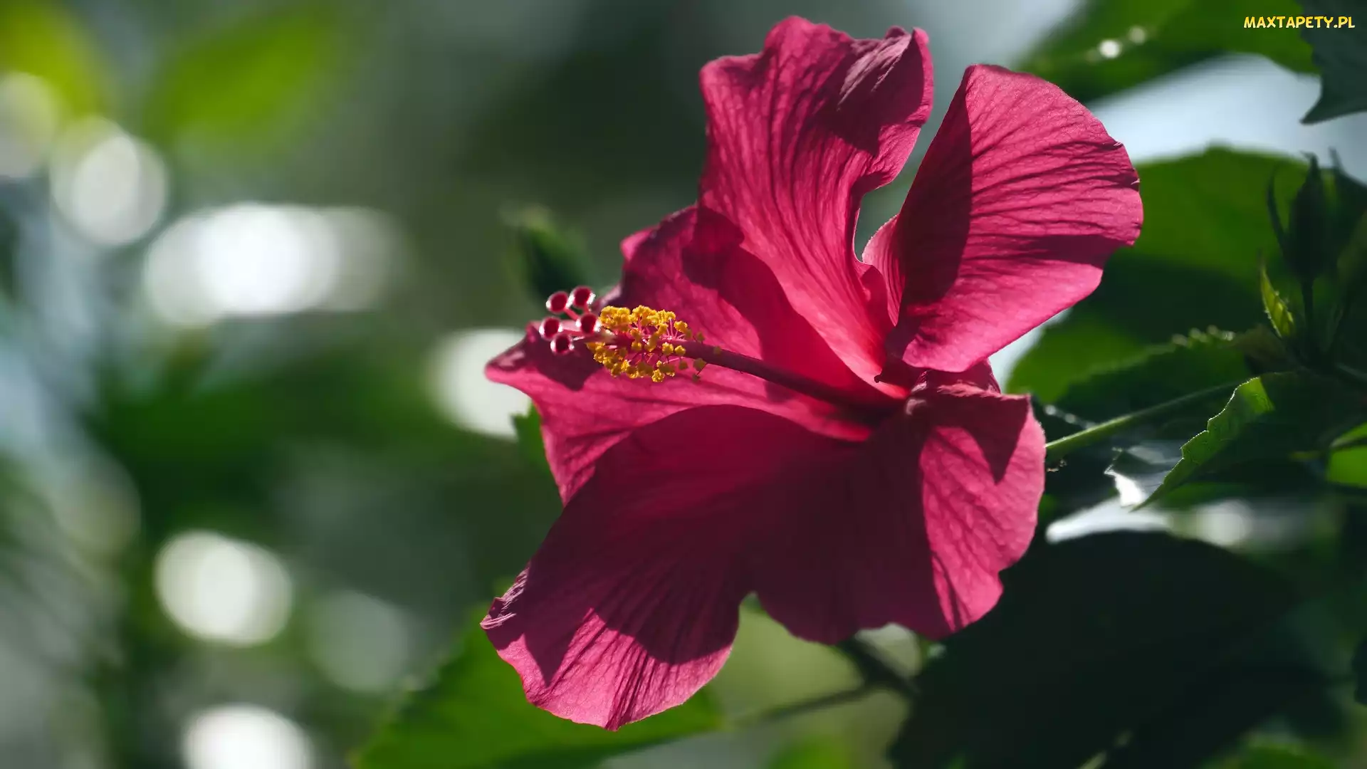 Czerwony, Hibiskus, Kwitnący