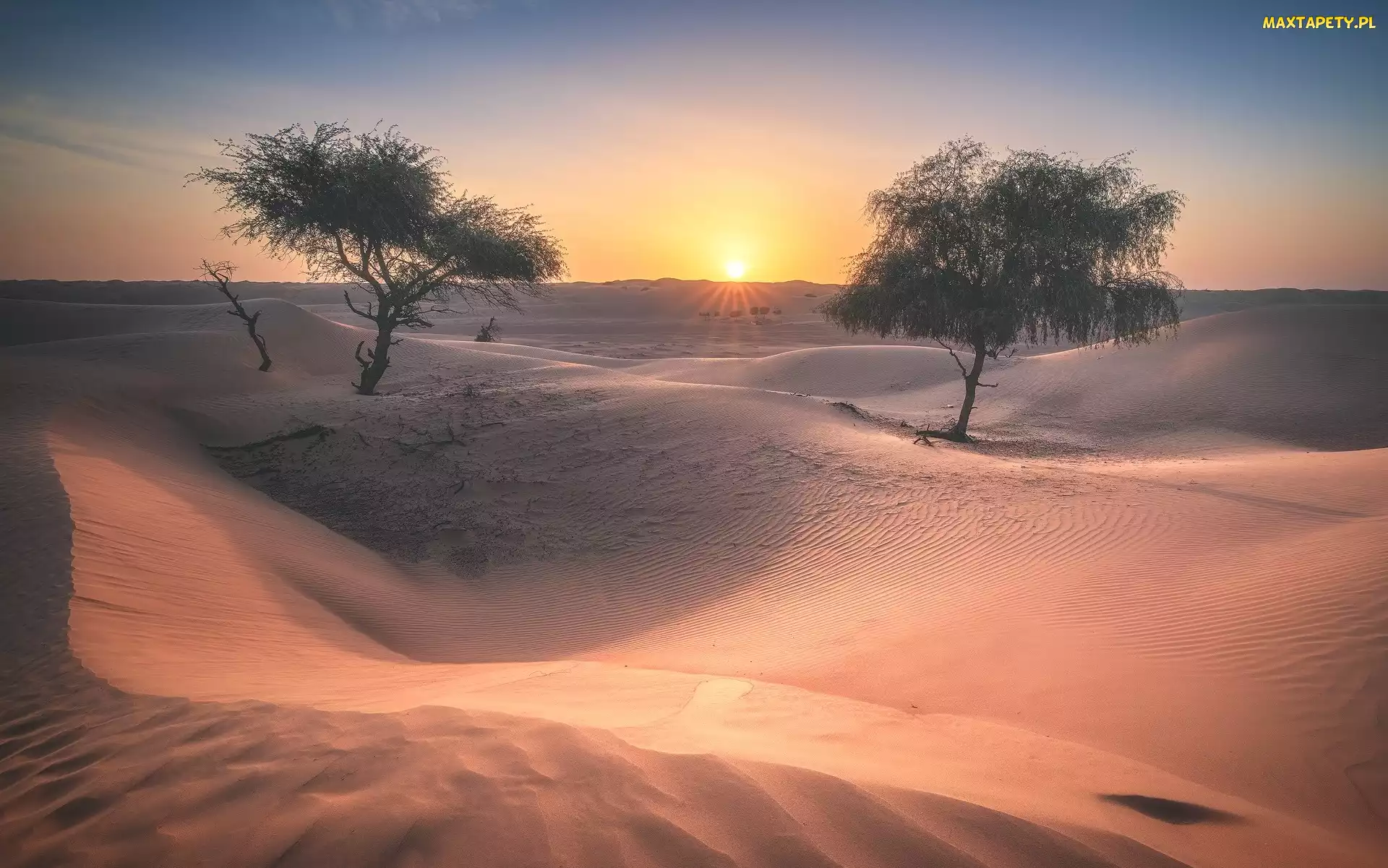Wahiba Sands, Pustynia, Piasek, Oman, Wschód słońca, Wydmy, Drzewa