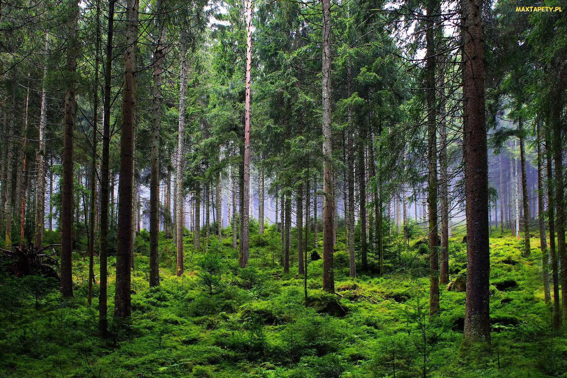 Roślinność, Trawa, Las, Drzewa