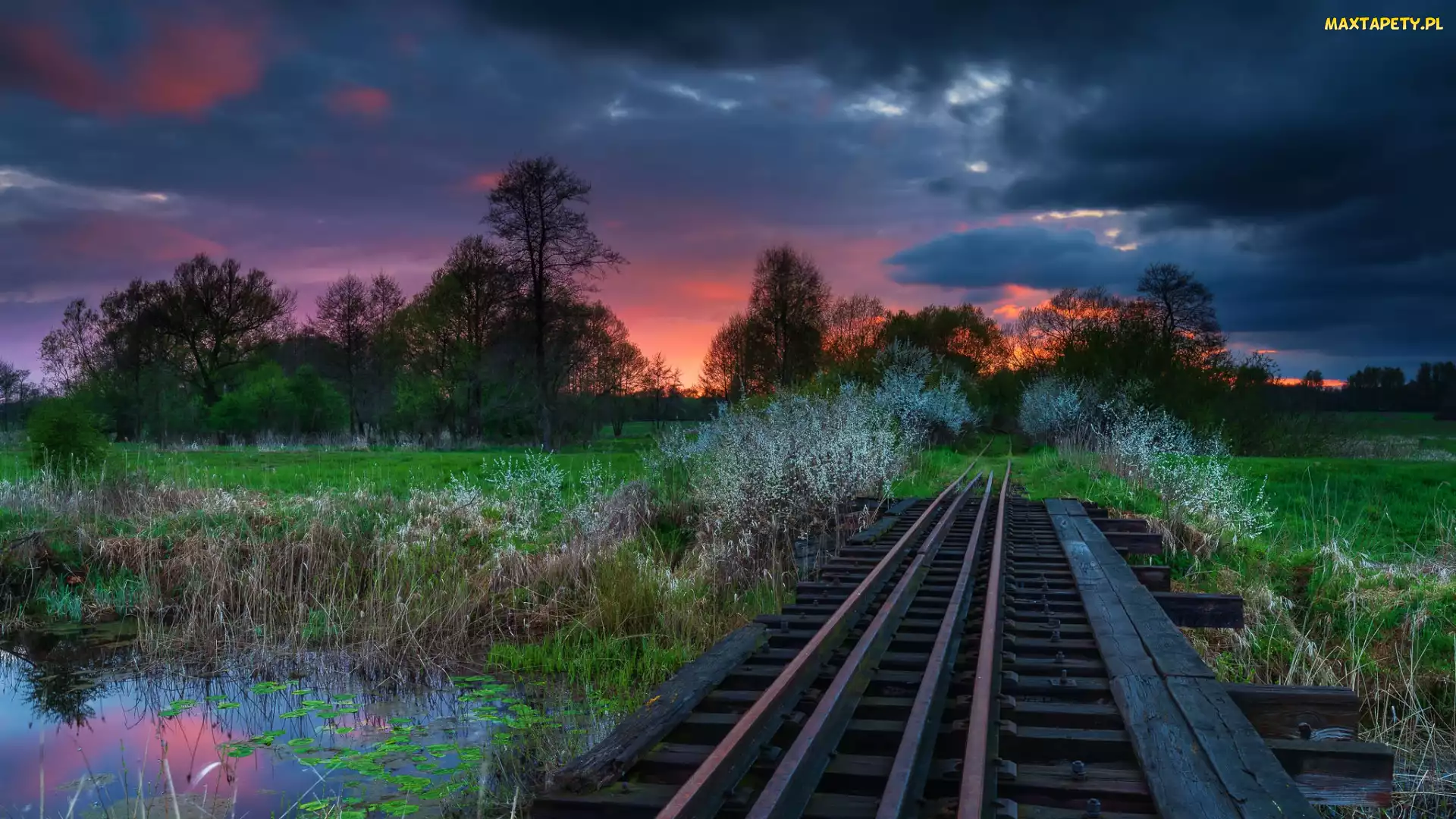 Tory kolejowe, Drzewa, Zachód słońca