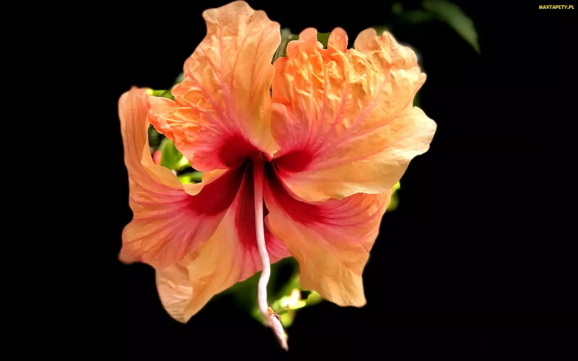 Ciemne, Tło, Hibiskus