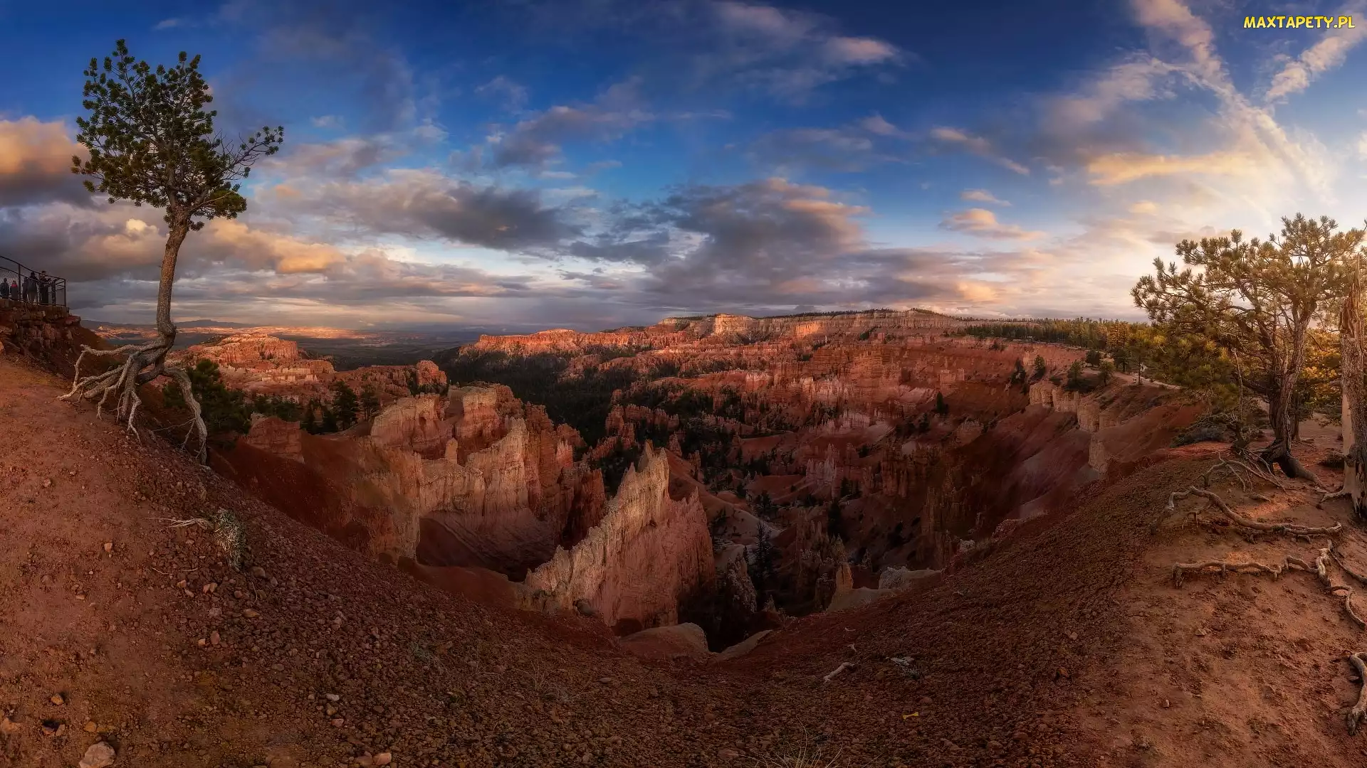 Utah, Park Narodowy Bryce Canyon, Drzewa, Stany Zjednoczone, Korzenie, Kanion, Sosny