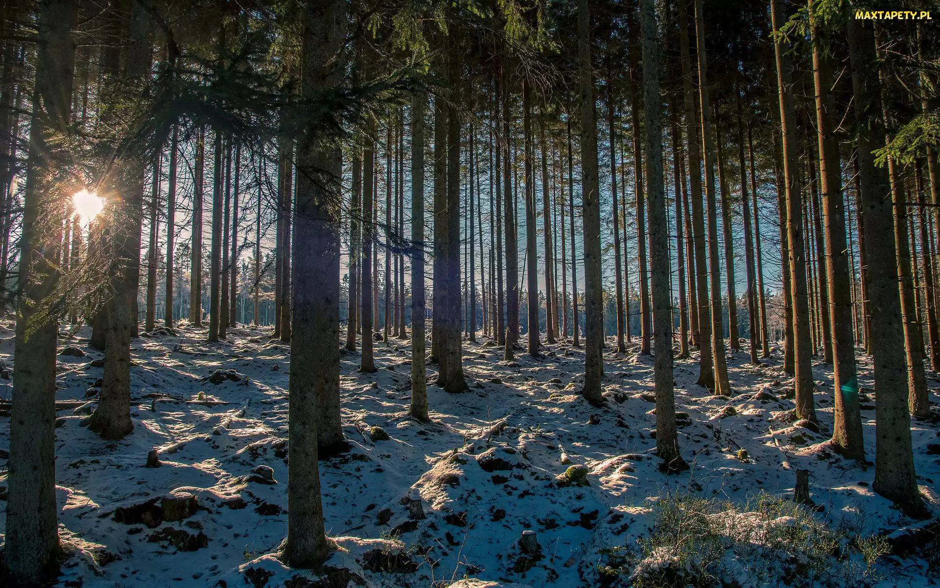 Drzewa, Śnieg, Promienie, Słońce, Las