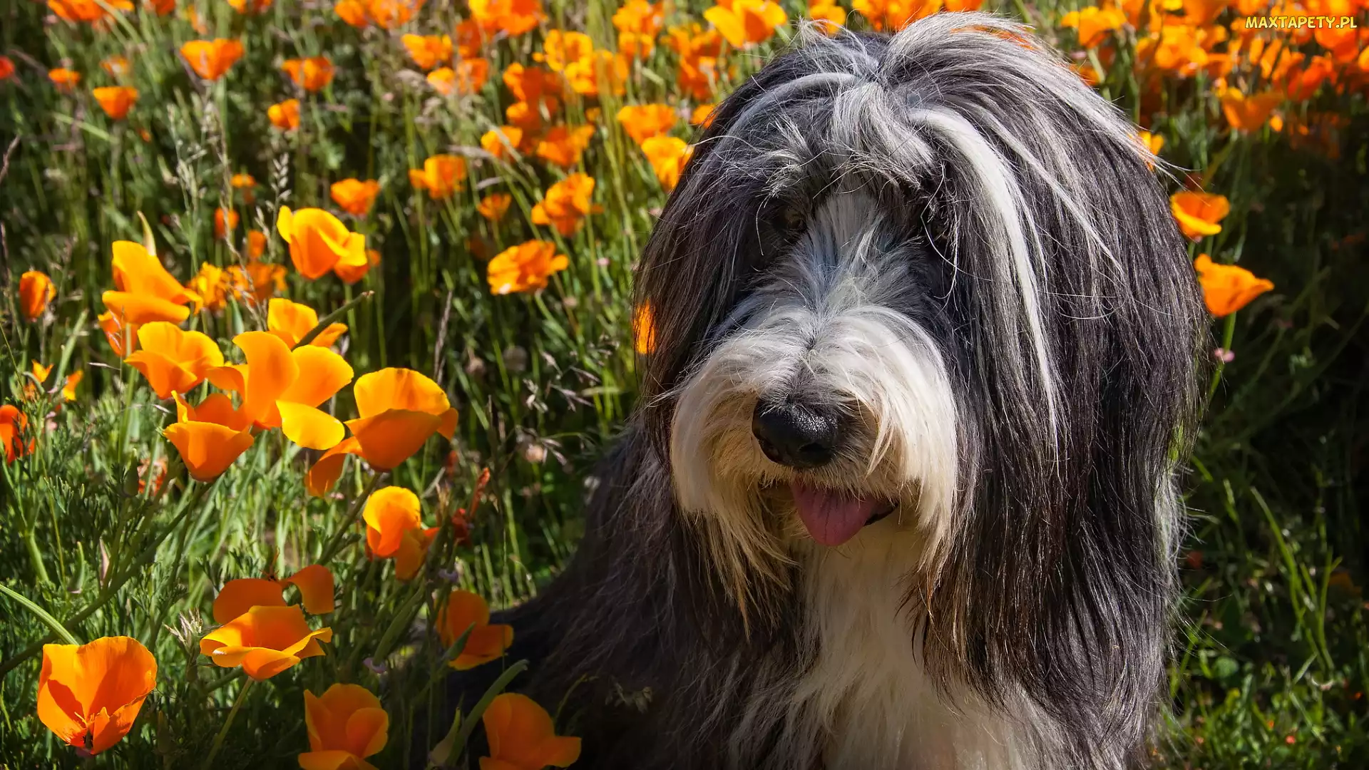 Maczki kalifornijskie, Pozłotki, Bearded collie, Pies, Pomarańczowe, Kwiaty
