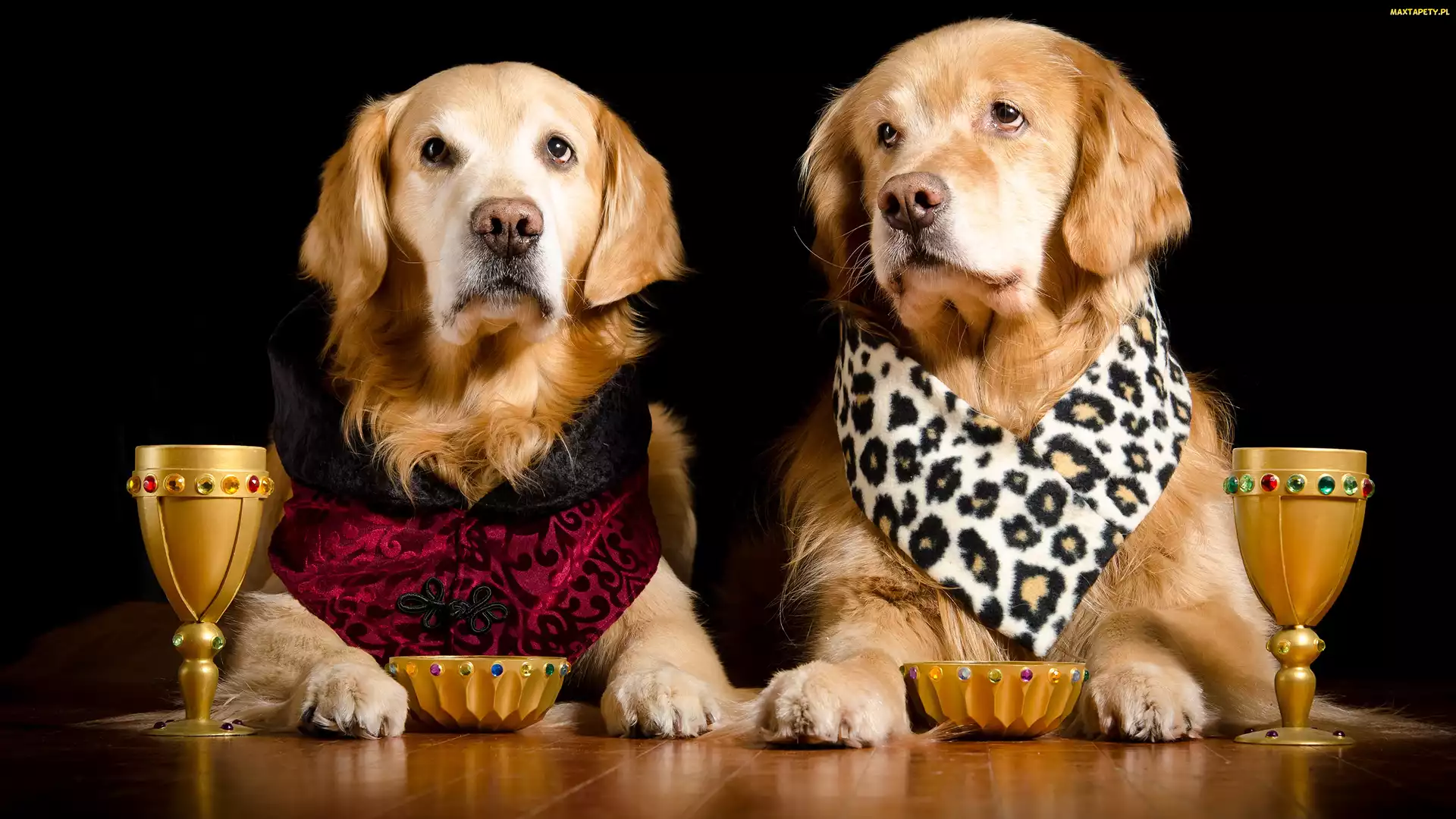 Kieliszki, Miski, Psy, Dwa, Golden retriever, Ubranko