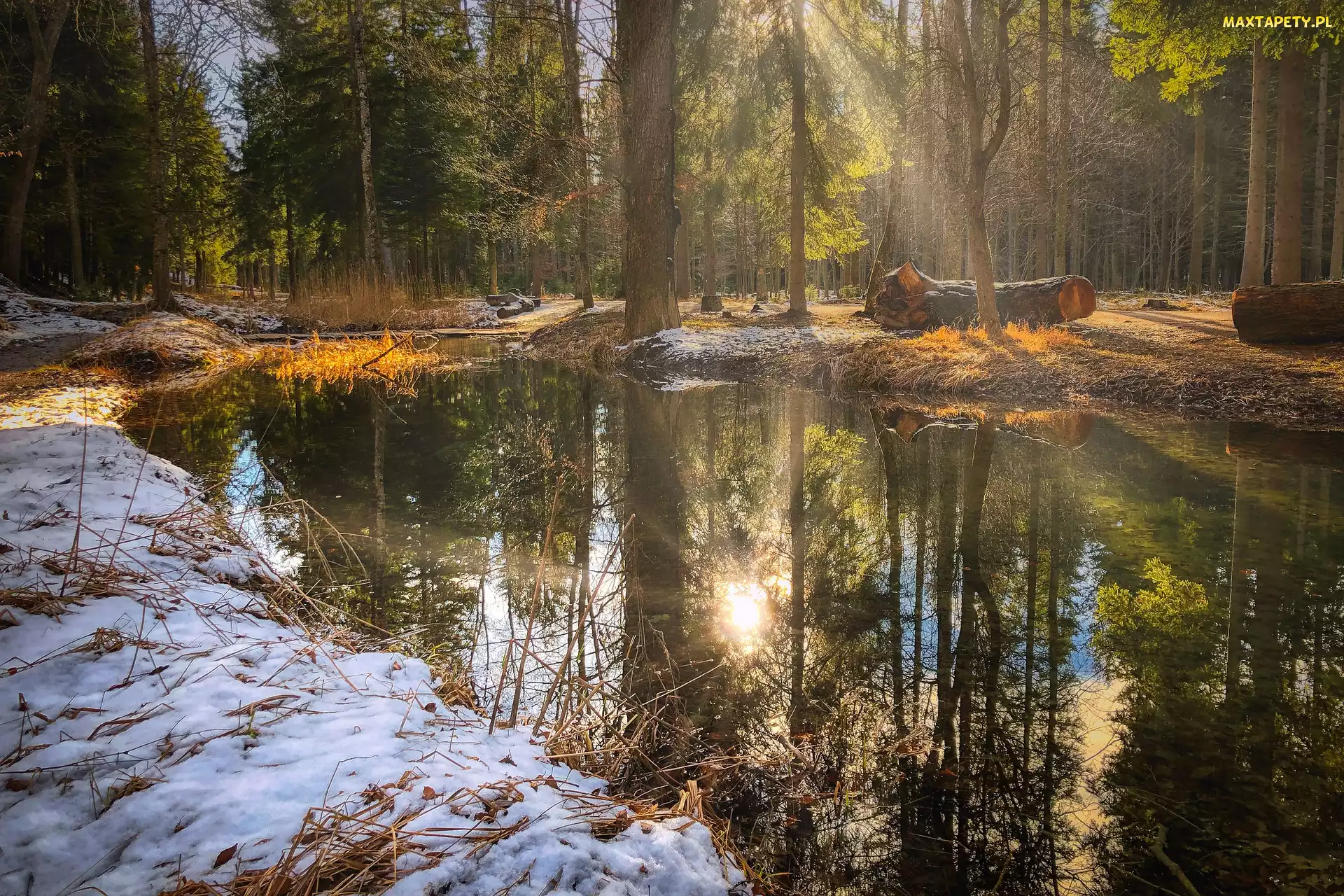 Las, Promienie słońca, Staw, Śnieg, Zima