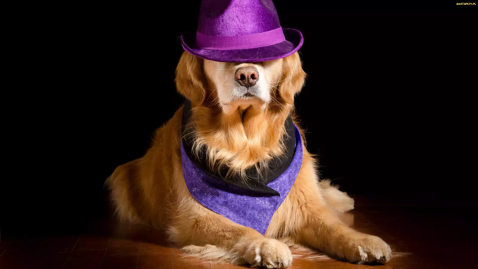 Golden retriever, Tło, Ciemne, Kapelusz, Pies