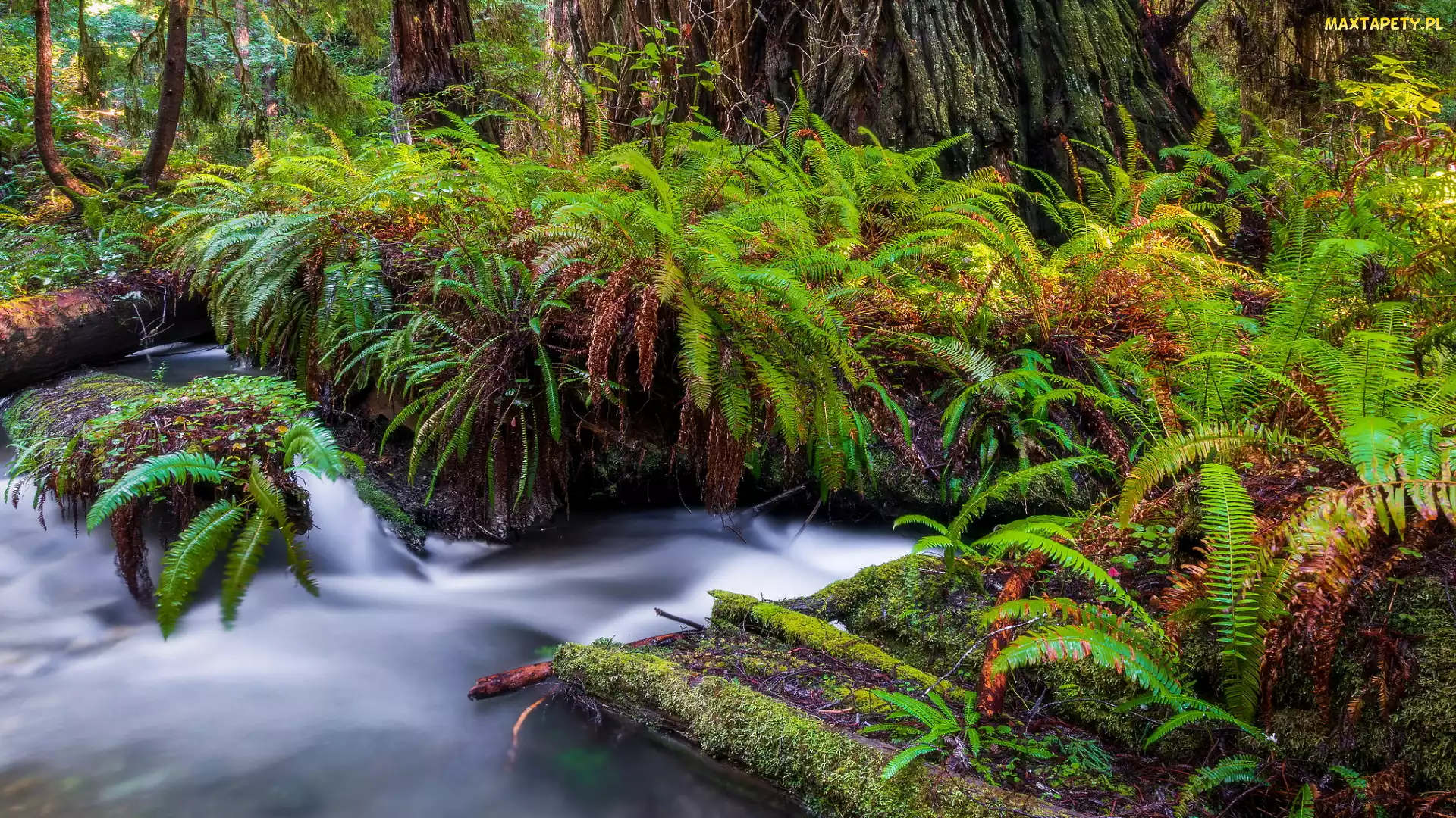Kalifornia, Redwoods State Park, Prairie Creek, Stany Zjednoczone, Las, Rzeka, Paprocie