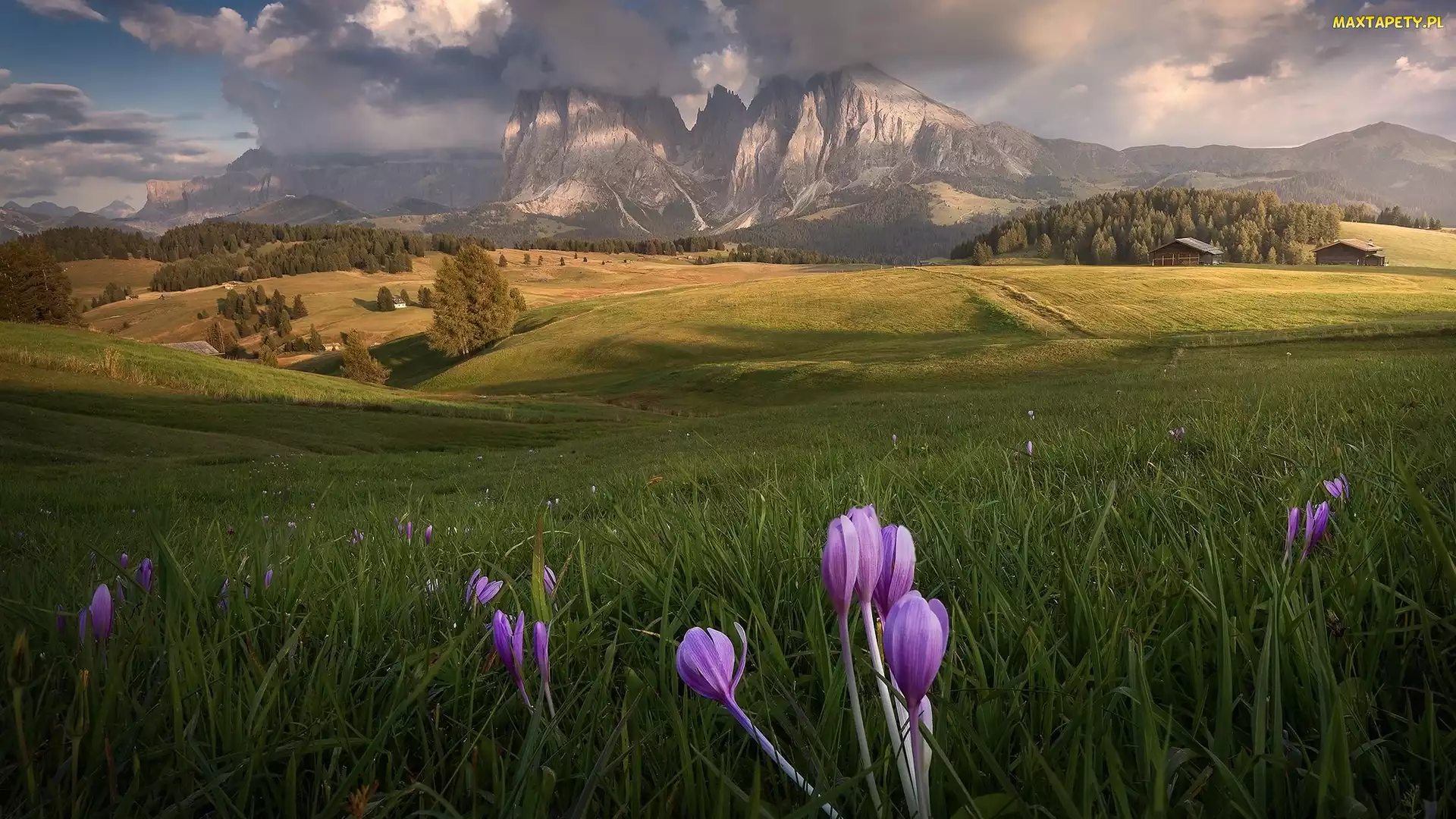 Sassolungo, Krokusy, Księżyc, Góry, Dolina, Włochy, Płaskowyż, Dolomity, Domy, Seiser Alm, Łąka, Drzewa, Val Gardena, Drewniane, Kwiaty