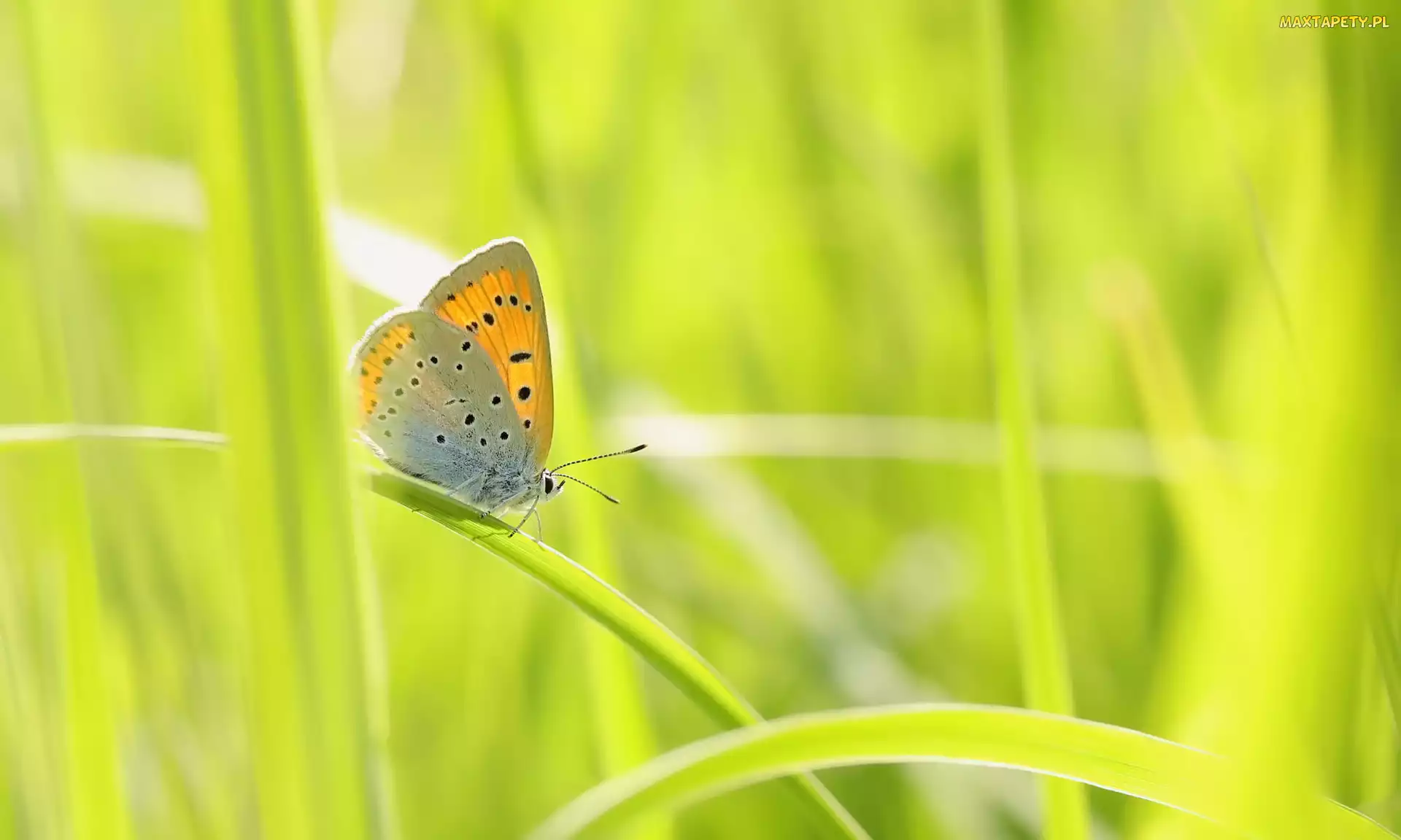 Źdźbła, Trawa, Motyl, Czerwończyk nieparek
