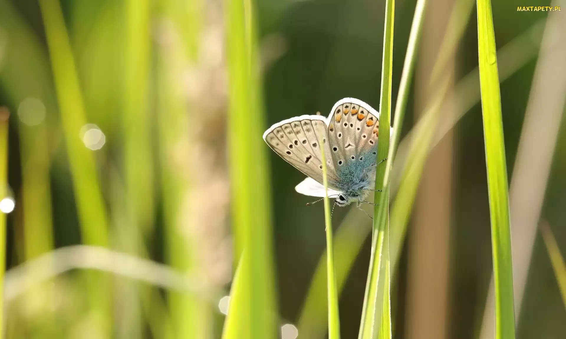Źdźbła, Trawa, Modraszek ikar, Motyl