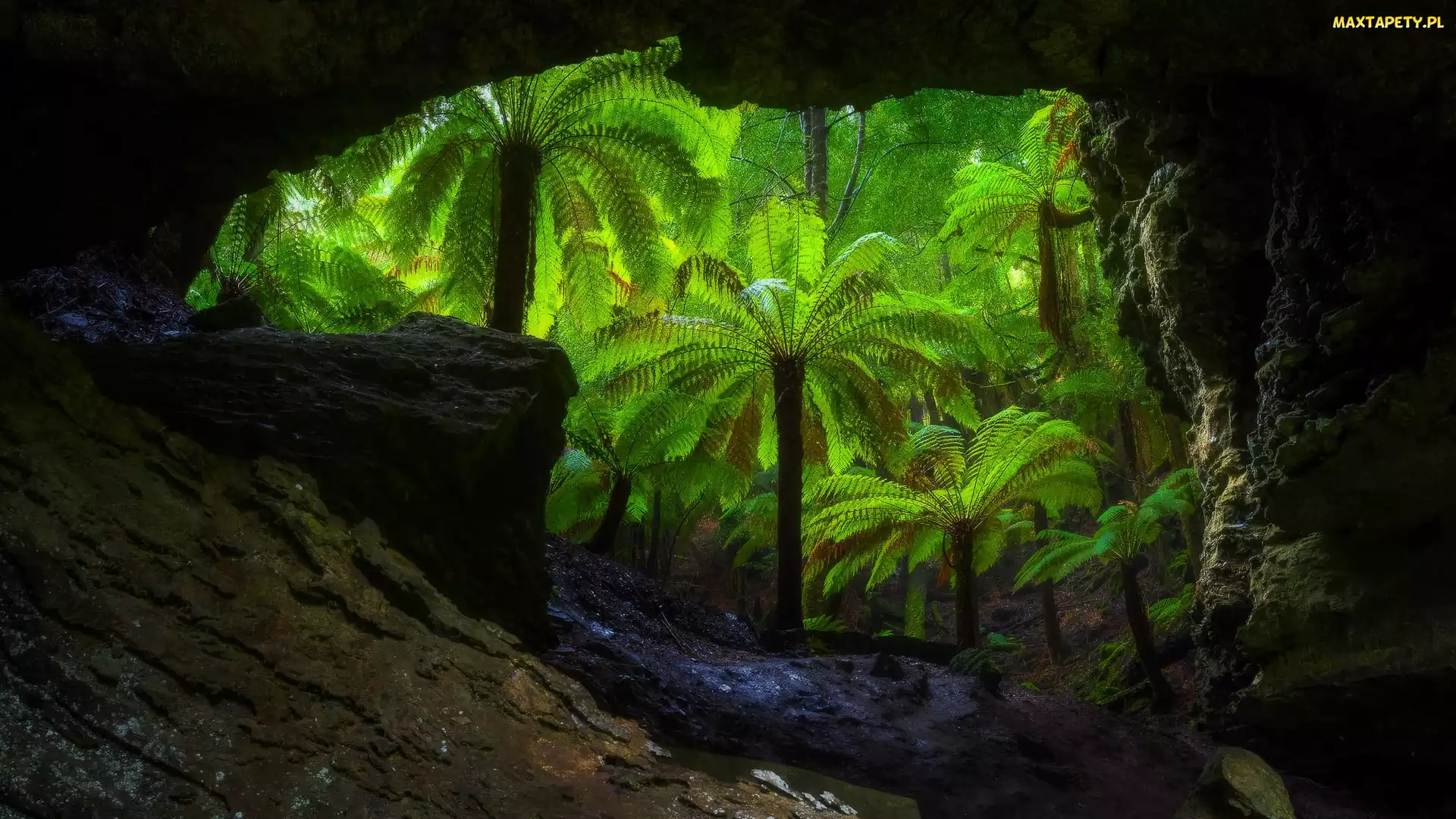 Drzewa, Trowutta Arch, Tasmania, Australia, Skały, Jaskinia