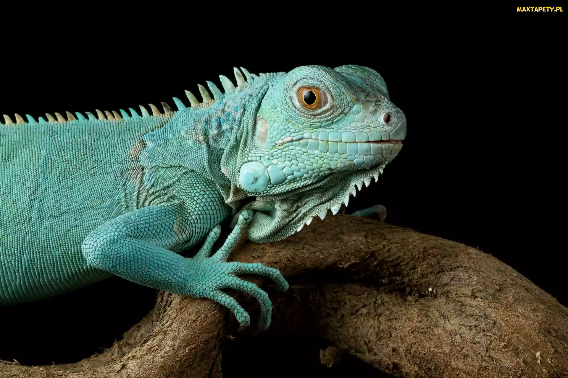 Iguana, Zbliżenie, Drewno, Konar, Legwan niebieski