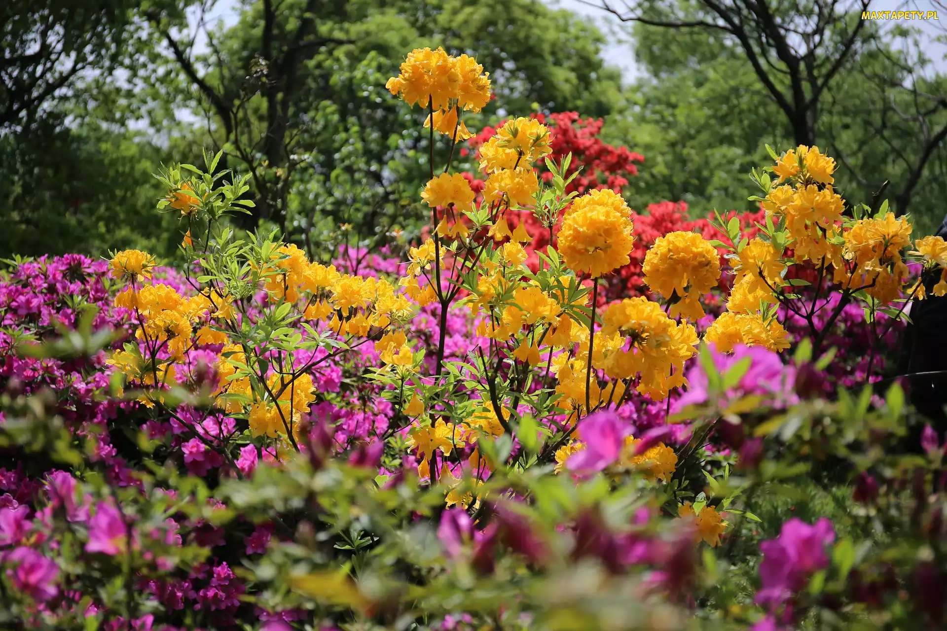 Drzewa, Rododendrony, Kwiaty, Krzewy