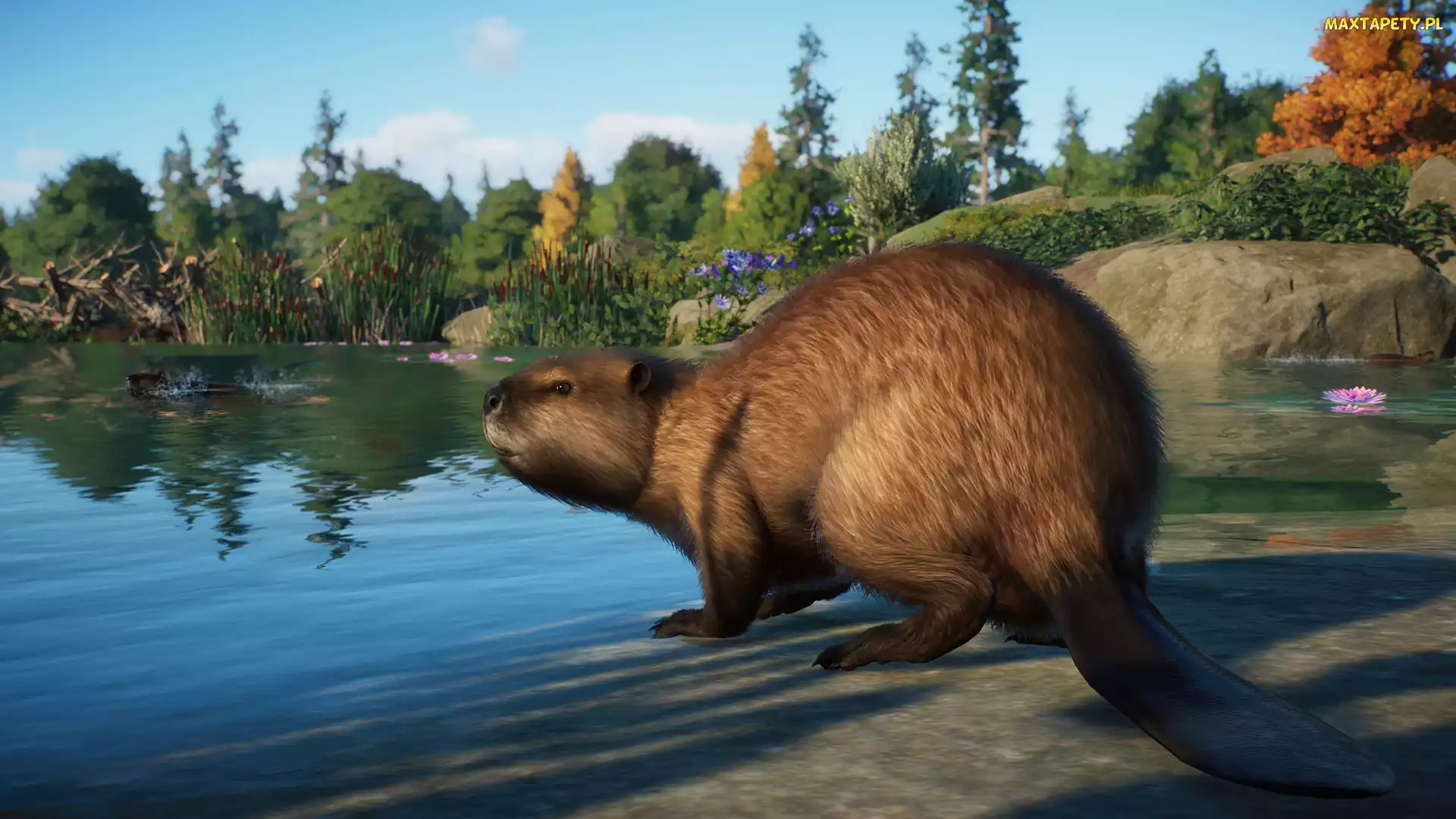 Planet Zoo, Gra, Bóbr europejski, Jezioro