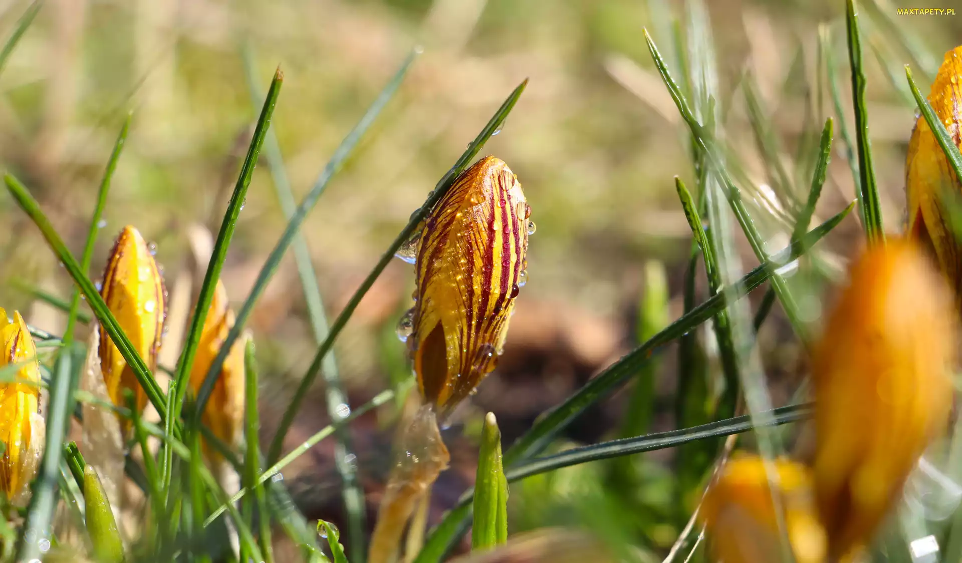 Pąk, Krople, Krokus