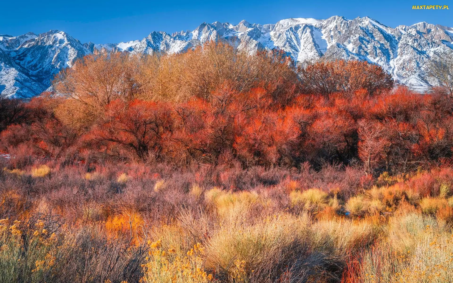 Alabama Hills, Krzewy, Góry, Drzewa, Kalifornia, Jesień, Stany Zjednoczone, Hrabstwo Inyo