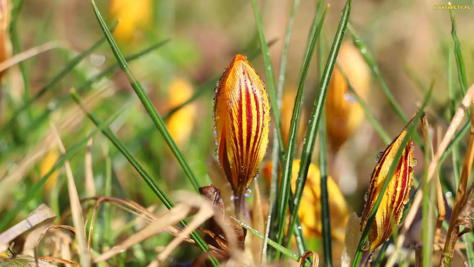 Pąk, Krople, Krokus