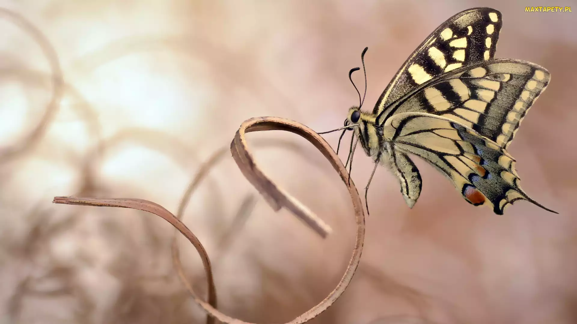 Makro, Paź królowej, Roślina, Motyl