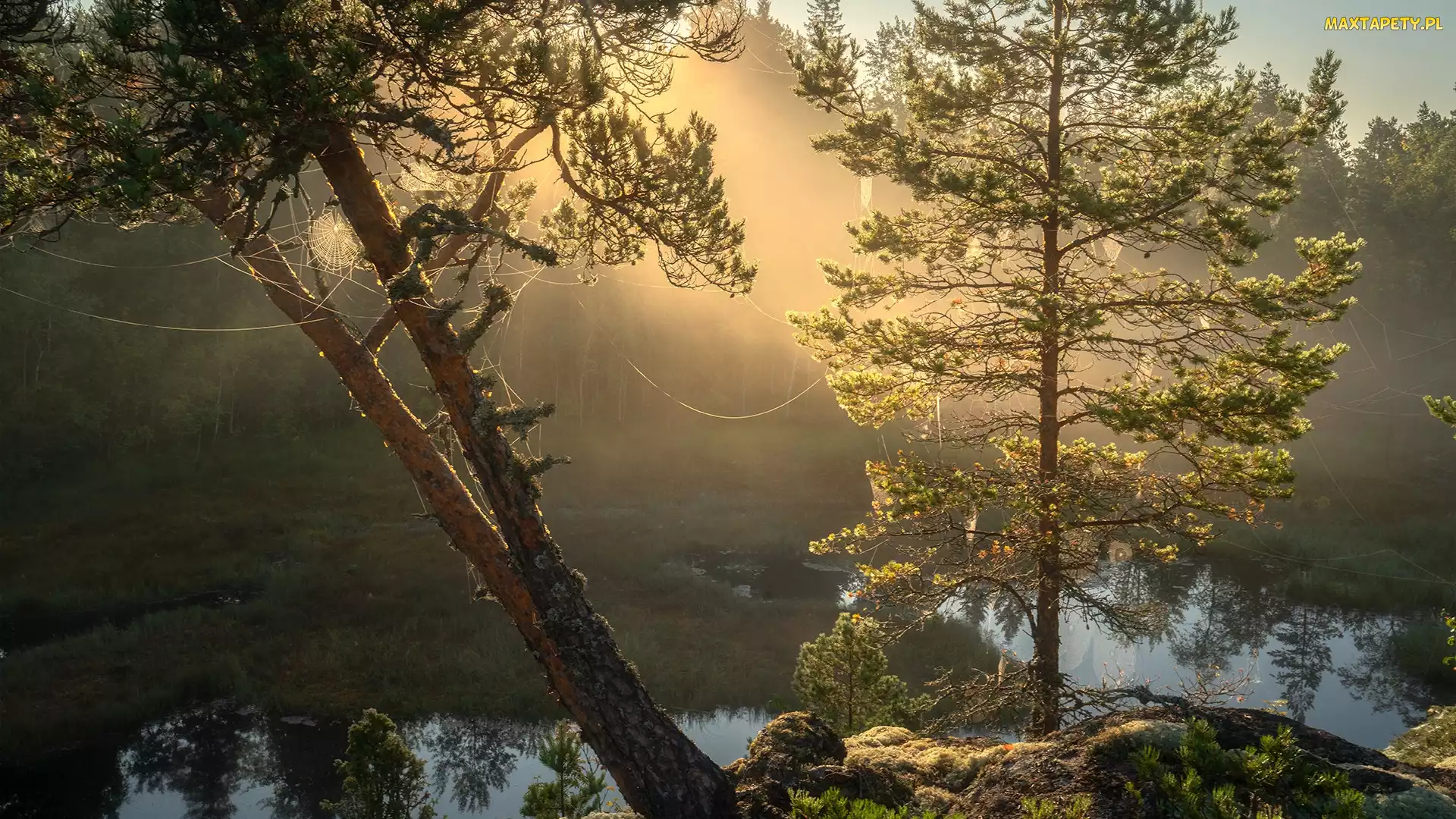 Rosja, Karelia, Pajęczyny, Drzewa, Kamienie, Jezioro Ładoga