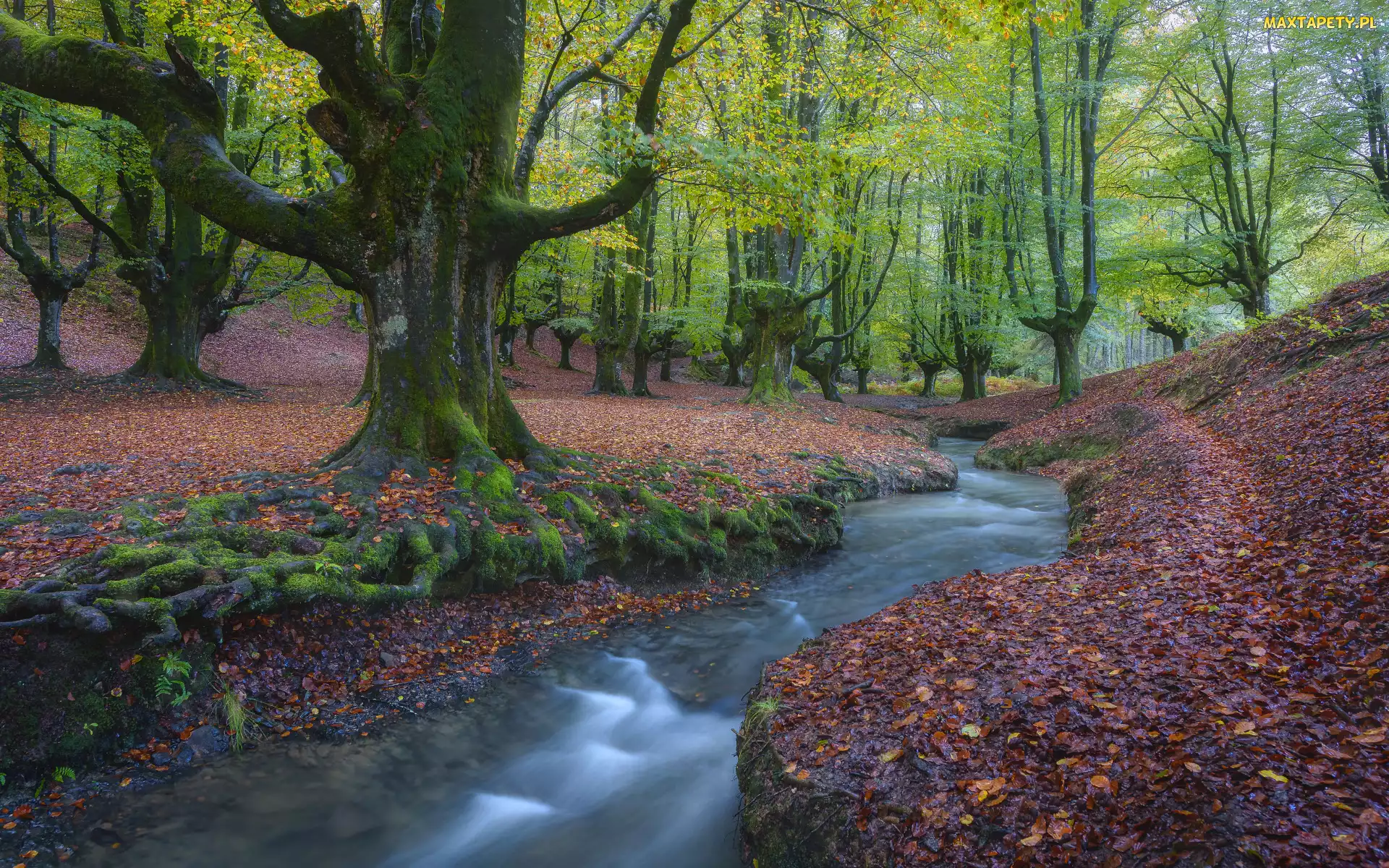 Drzewa, Liście opadłe, Las, Rzeka, Kraj Basków, Strumień, Hiszpania, Park Narodowy Gorbea