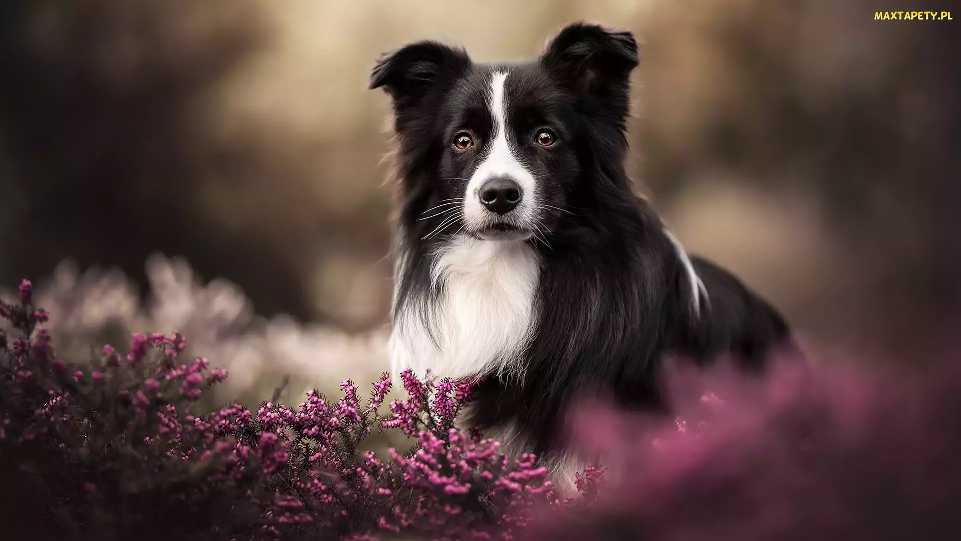 Border collie, Pies, Wrzosy, Czarno-biały