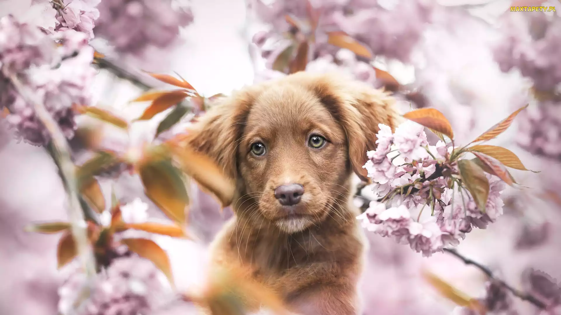 Drzewo owocowe, Kwiaty, Brązowy, Rozmycie, Retriever z Nowej Szkocji, Pies, Szczeniak