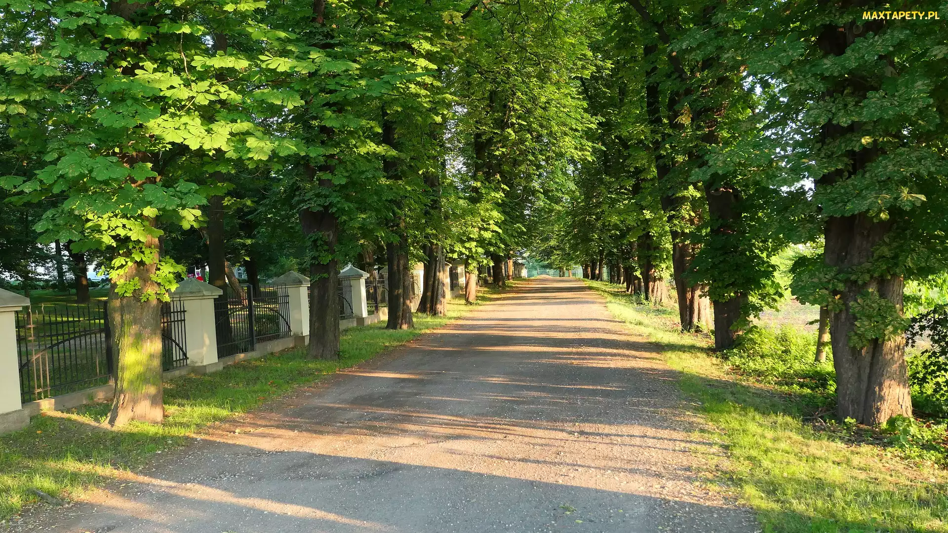 Słoneczny blask, Park, Aleja, Droga, Drzewa, Kasztanowce