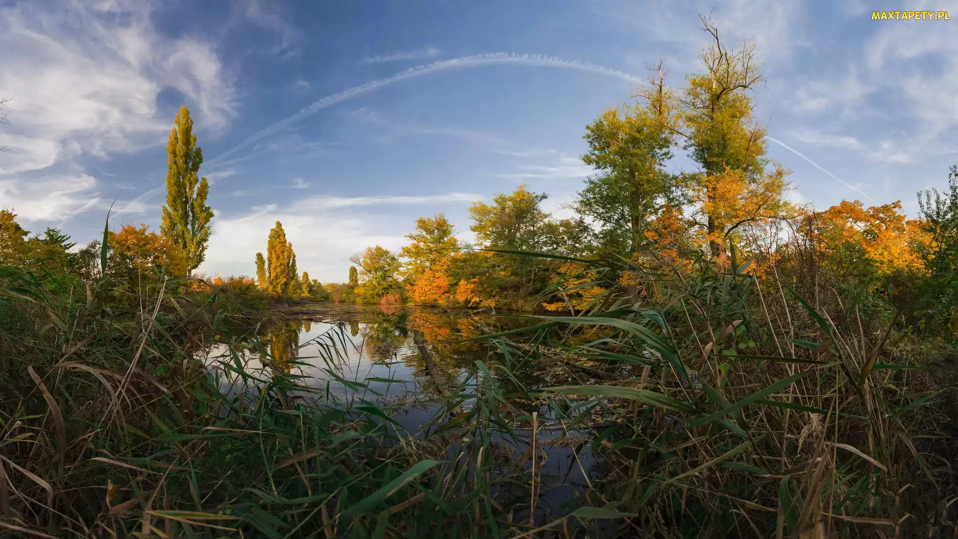 Czechy, Rośliny, Jezioro, Jesień, Holasky lakes, Drzewa