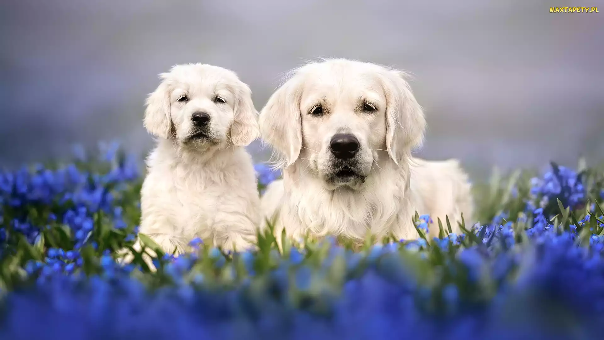 Szczeniak, Golden retriever, Dwa, Psy